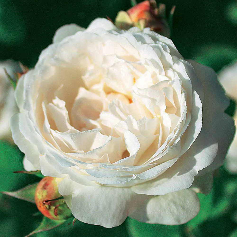 Rosier anglais Ausgreen's winner ®