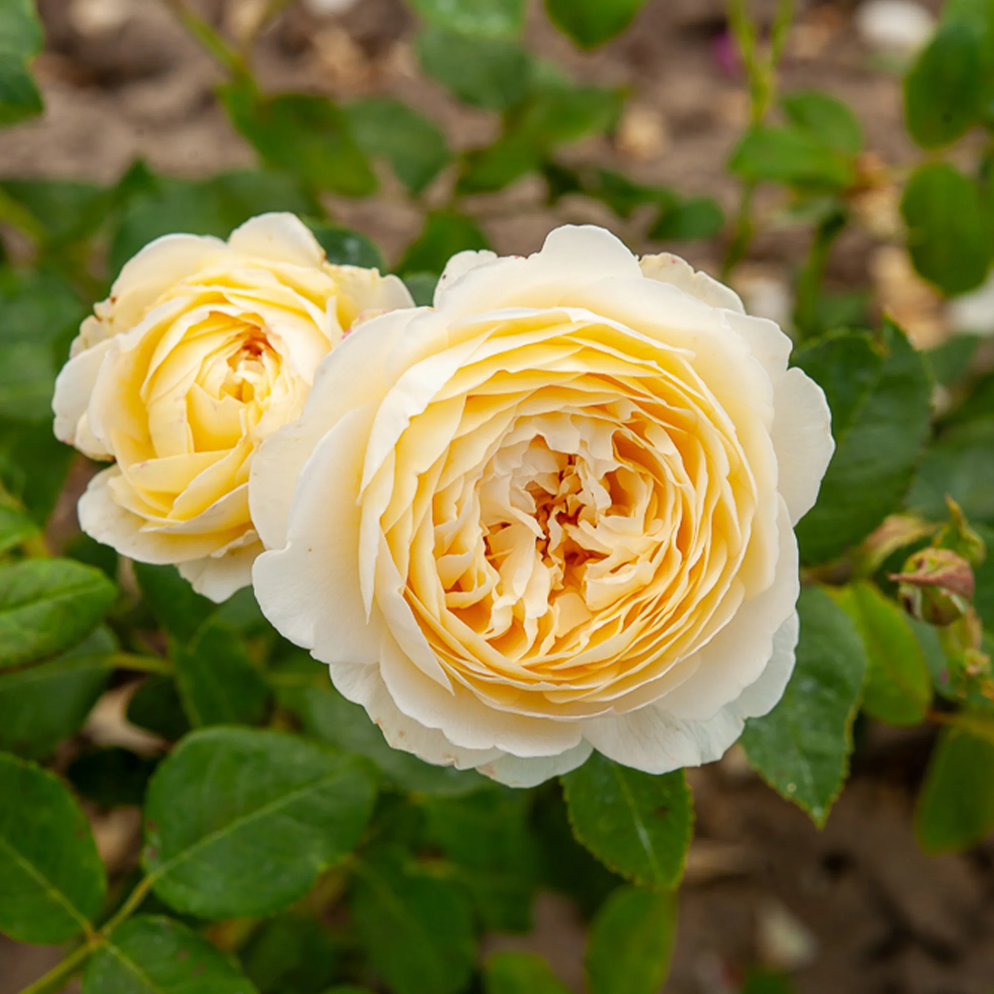 Rosier anglais Claire Austin®