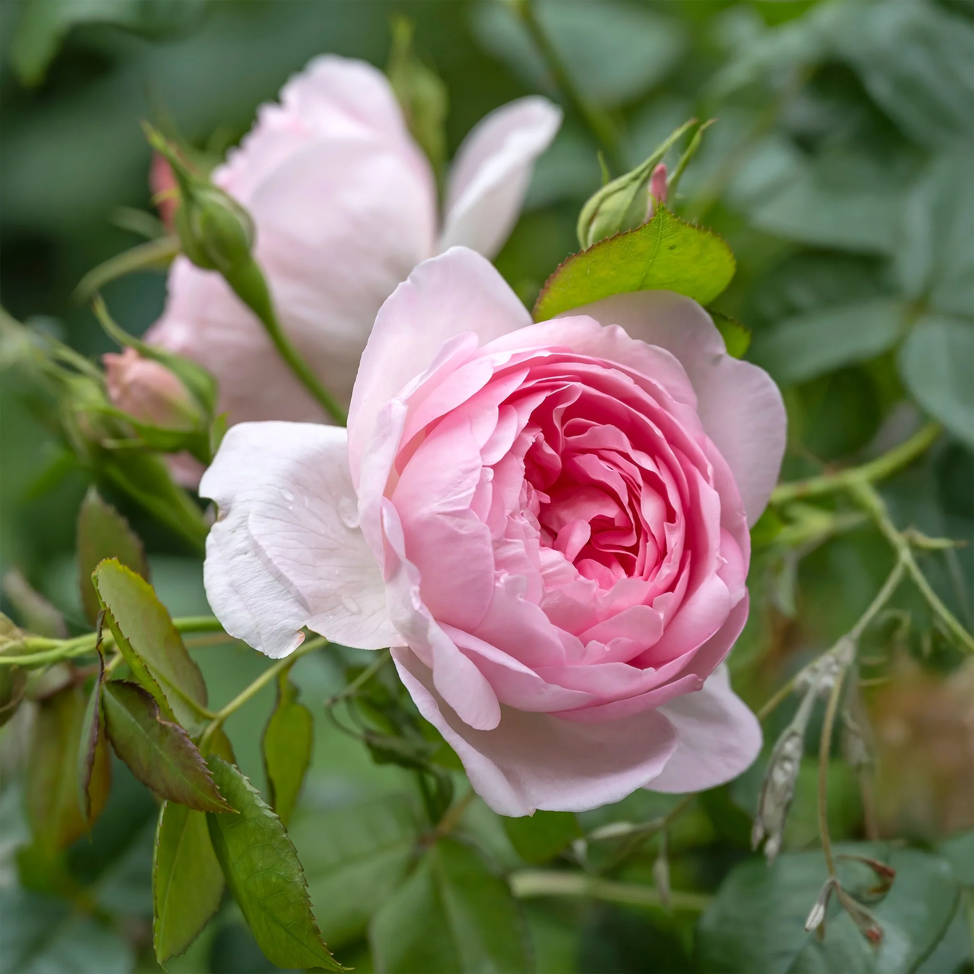 Rosier anglais Her's Ausgreen ® - Image 3