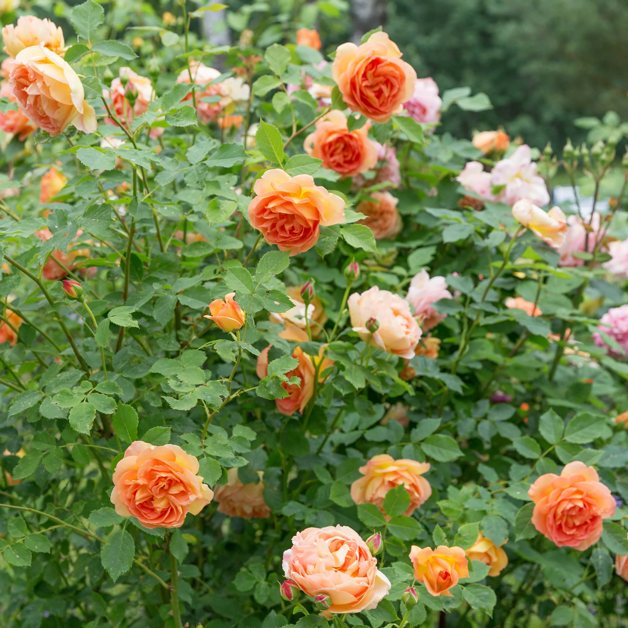 Rosier anglais Lady of Shalott - Image 2
