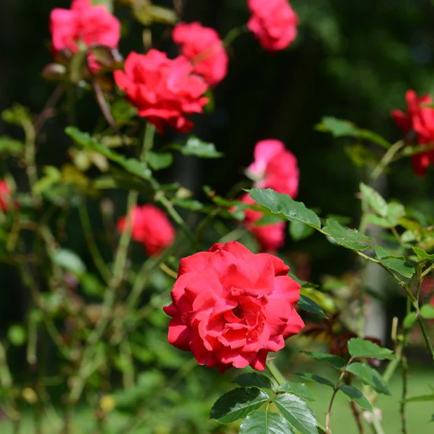 Rosier arbuste Shalom ® - Image 2