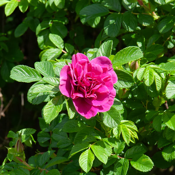 Rosier botanique Hansa