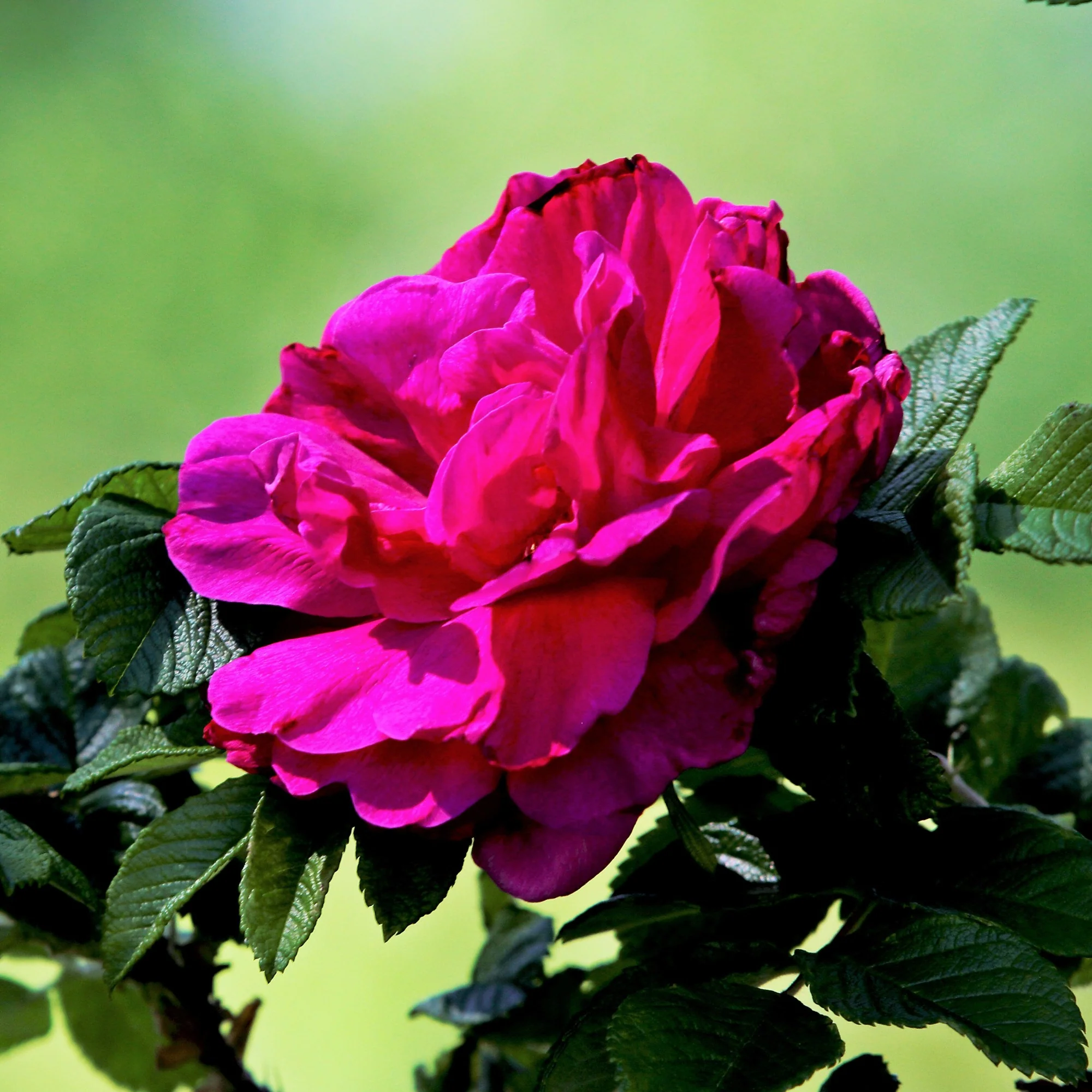 Rosier botanique Hansa - Image 2