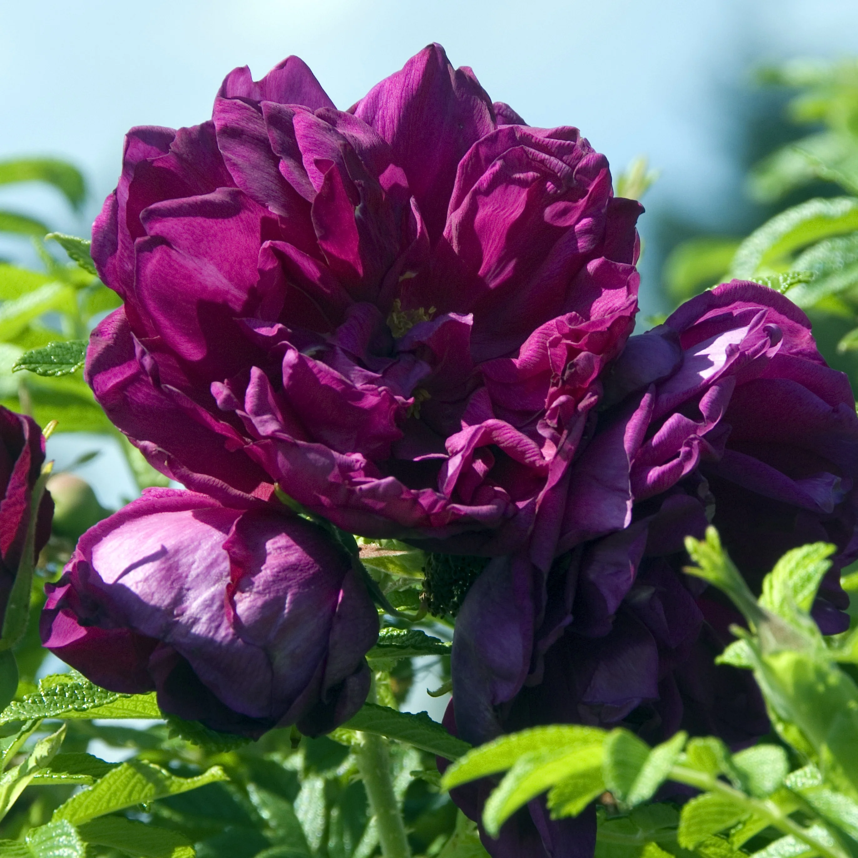 Rosier botanique Hansa - Image 3