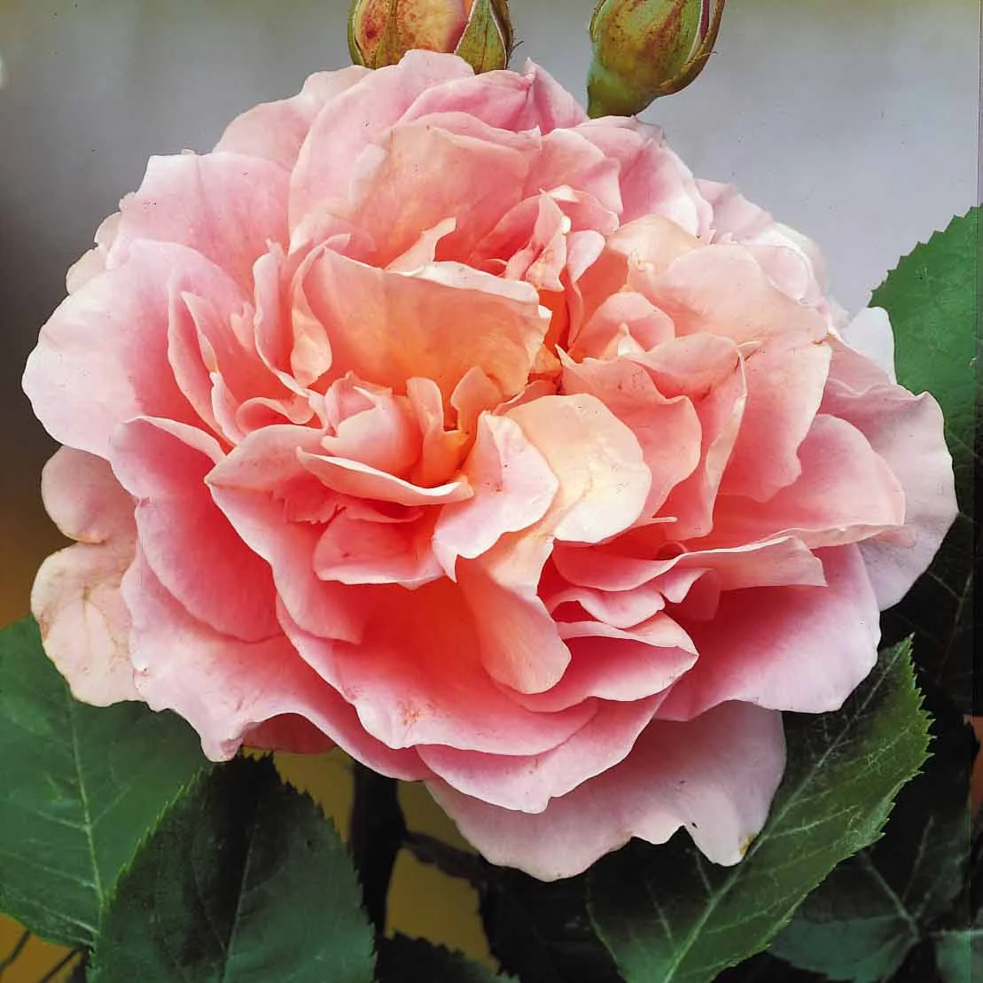 Rosier buisson Augusta Louise