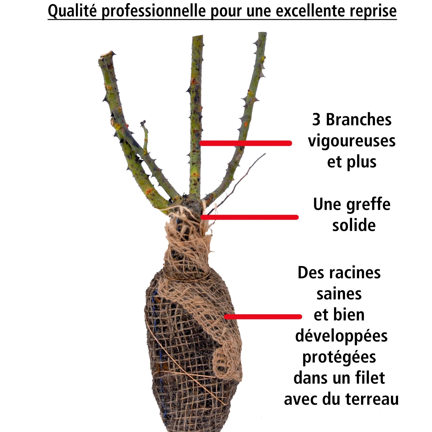 Rosier buisson La Magie du parfum - Duftzauber 84 - Image 4