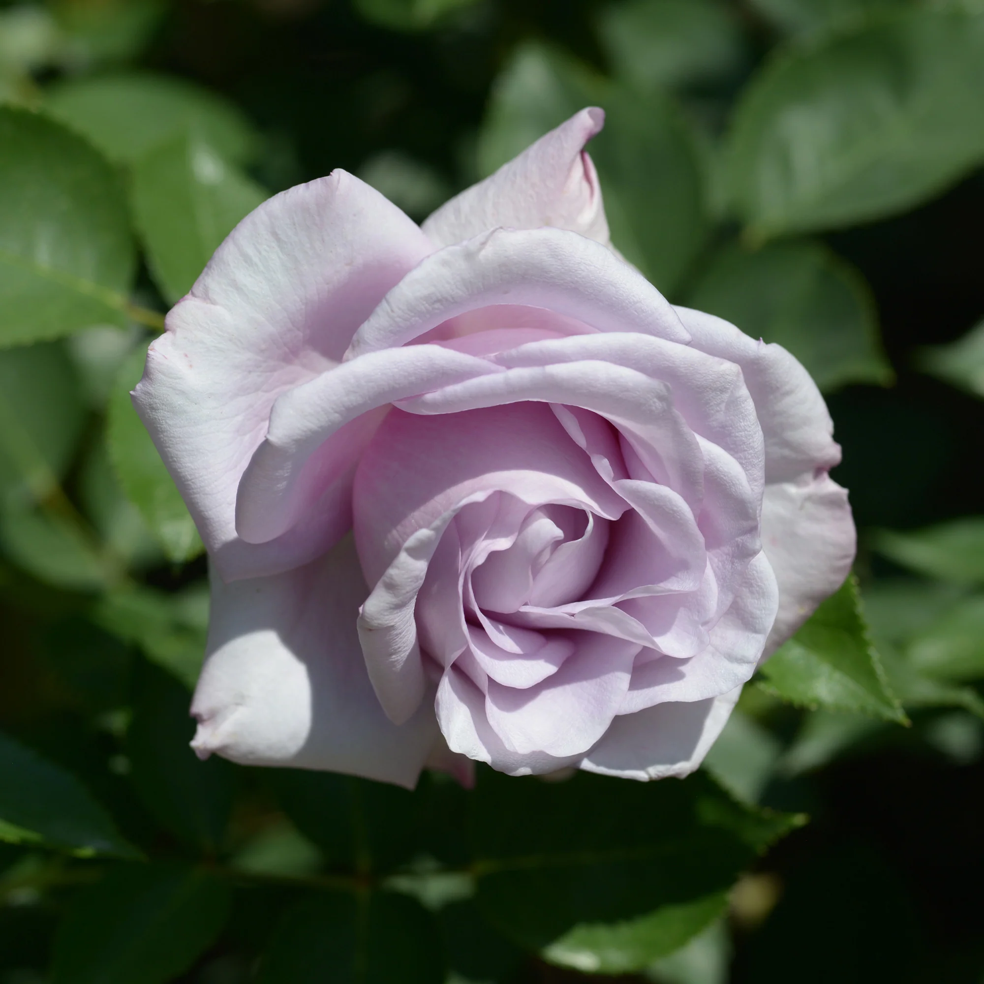 Rosier buisson Lune Bleue - Image 3