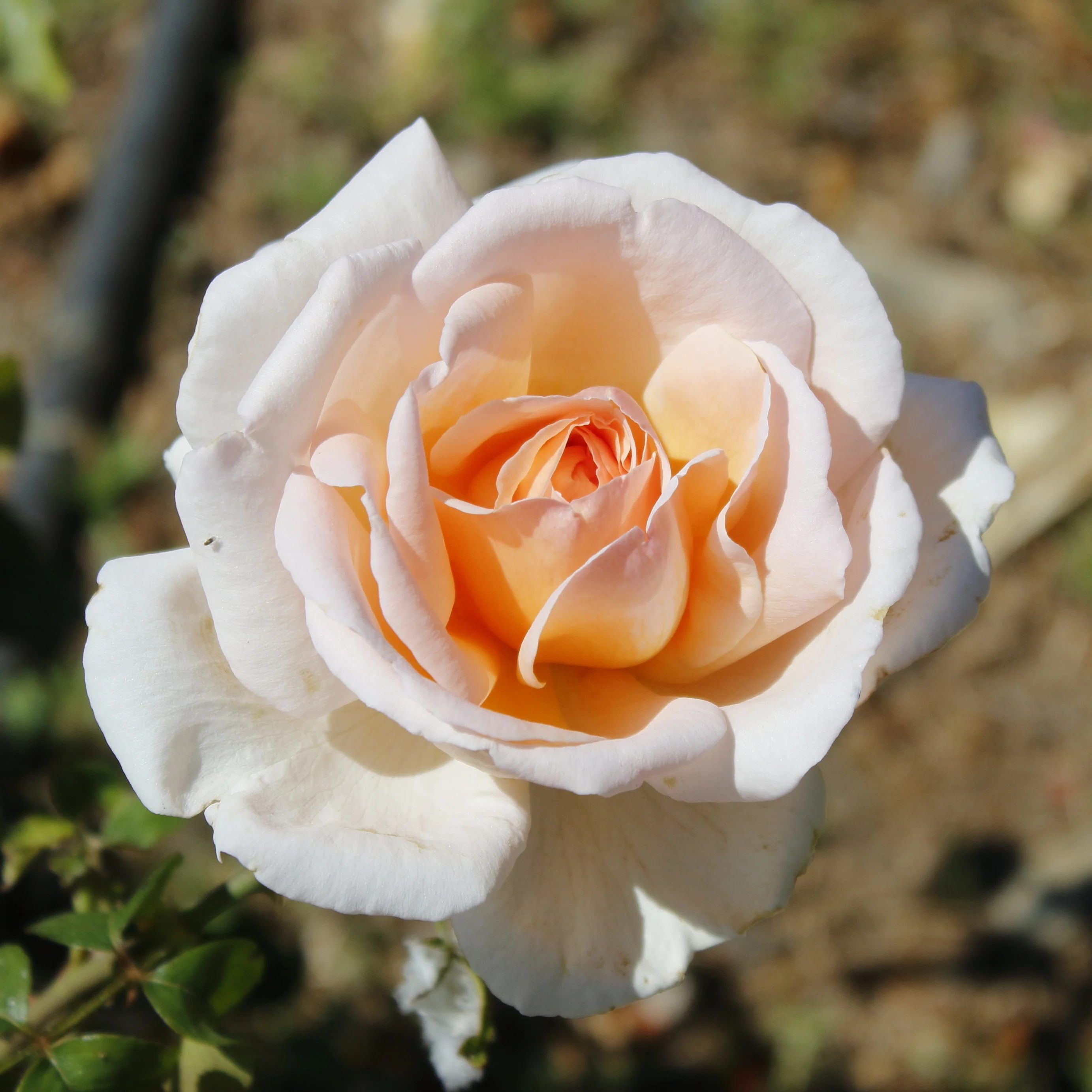 Rosier buisson Malaga ®