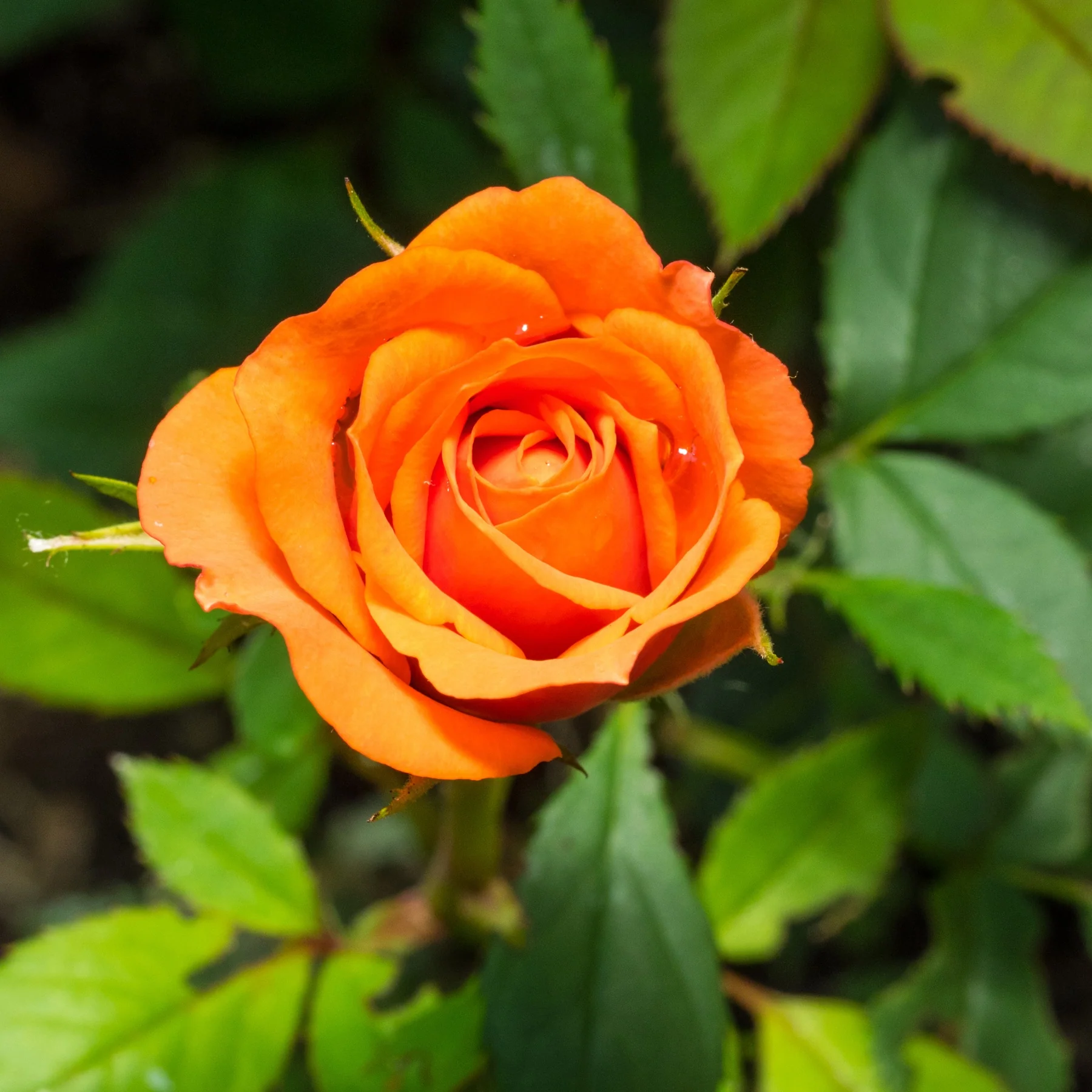 Rosier buisson orange - Image 3