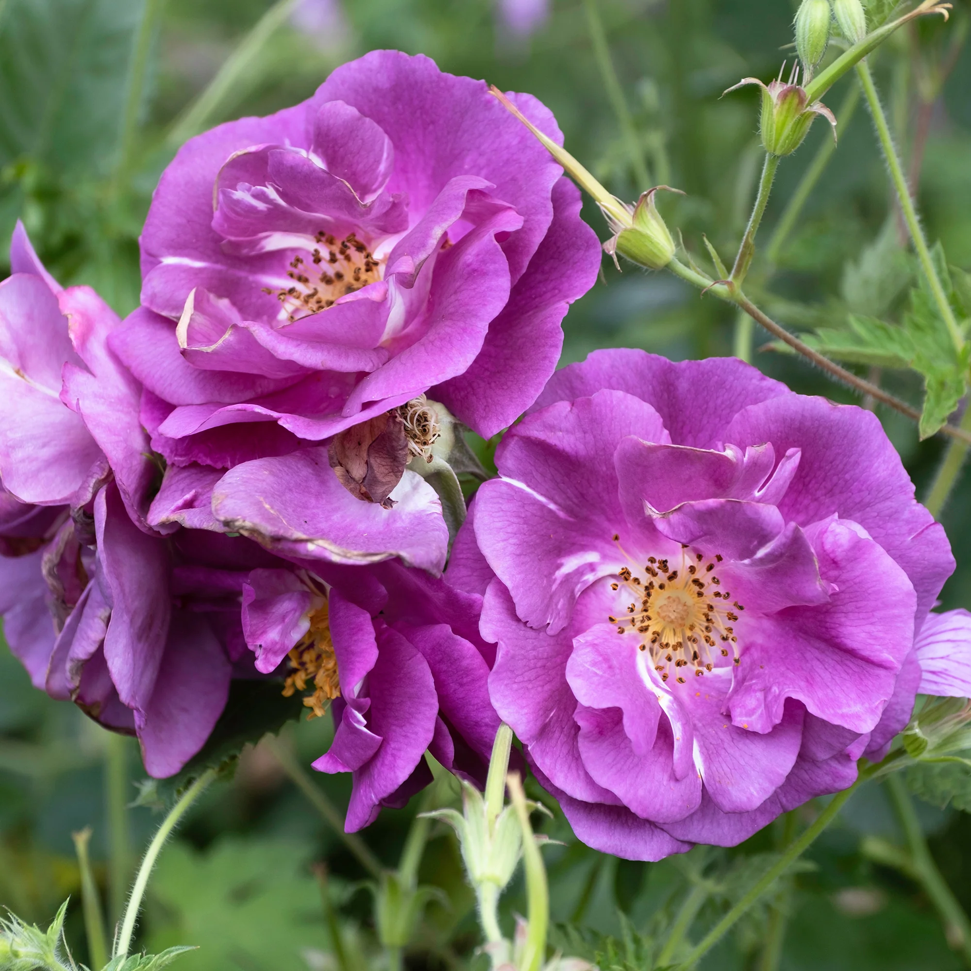 Rosier buisson Rhapsody in Blue® Frantasia
