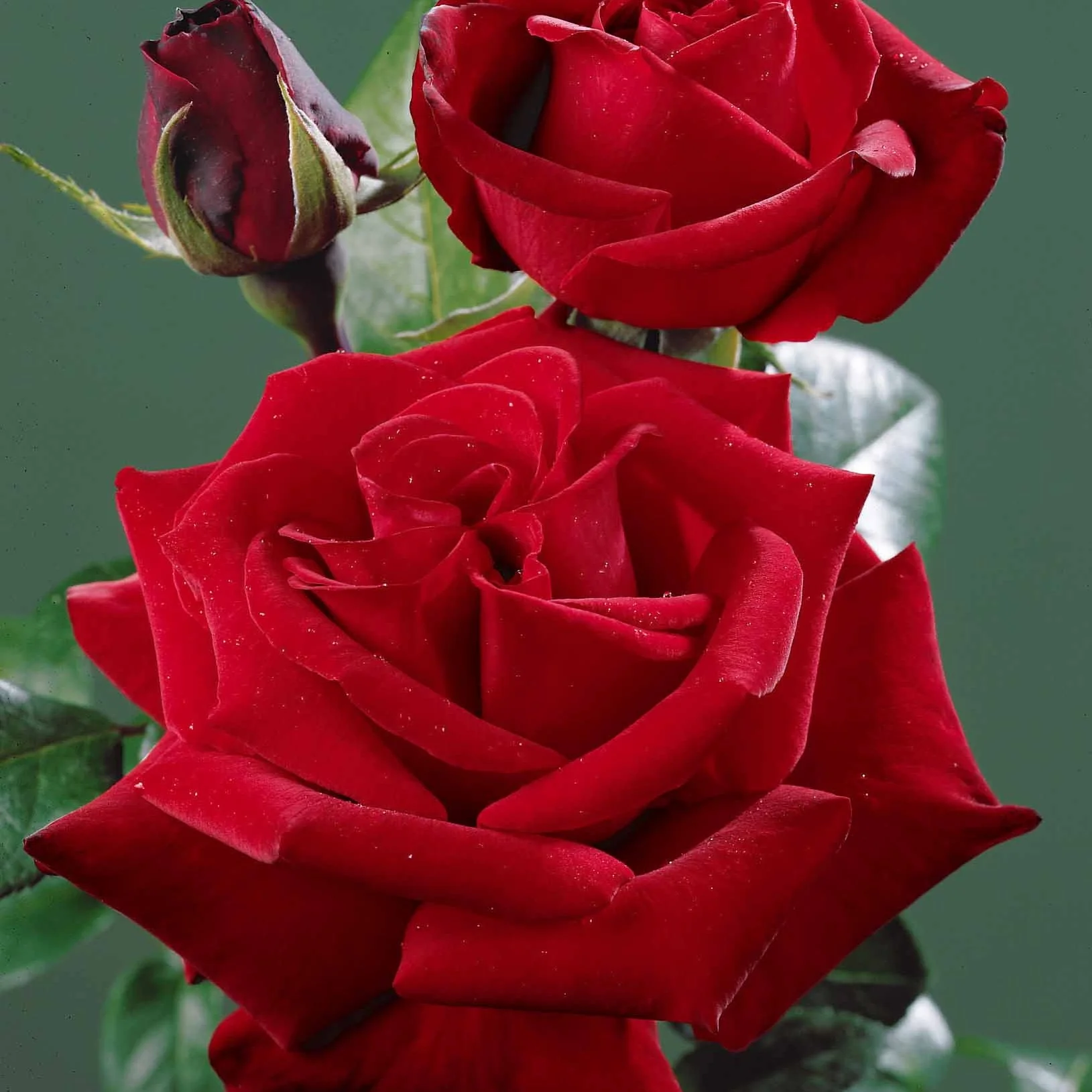 Rosier buisson rouge vif - Image 2