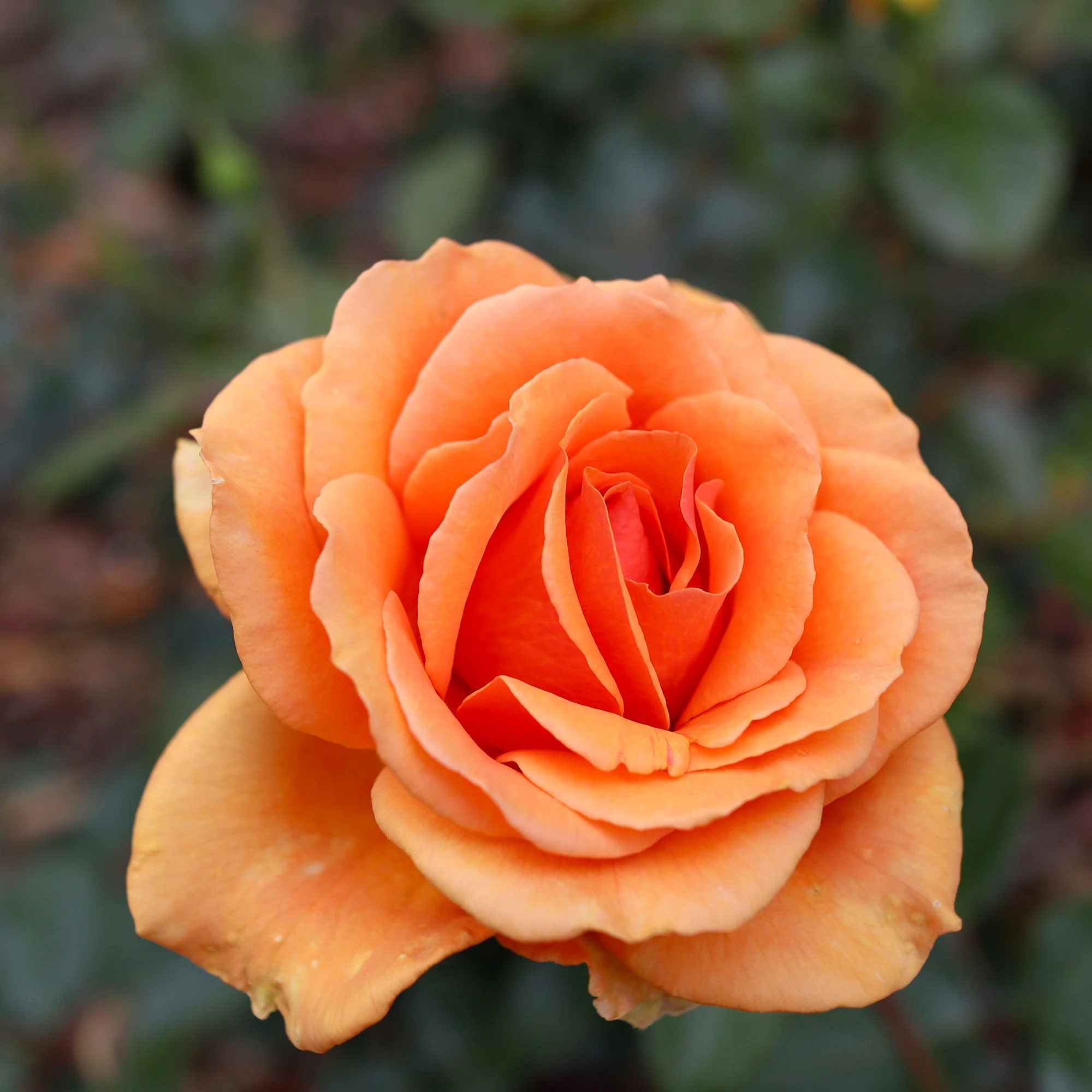 Rosier buisson Whisky - Image 2
