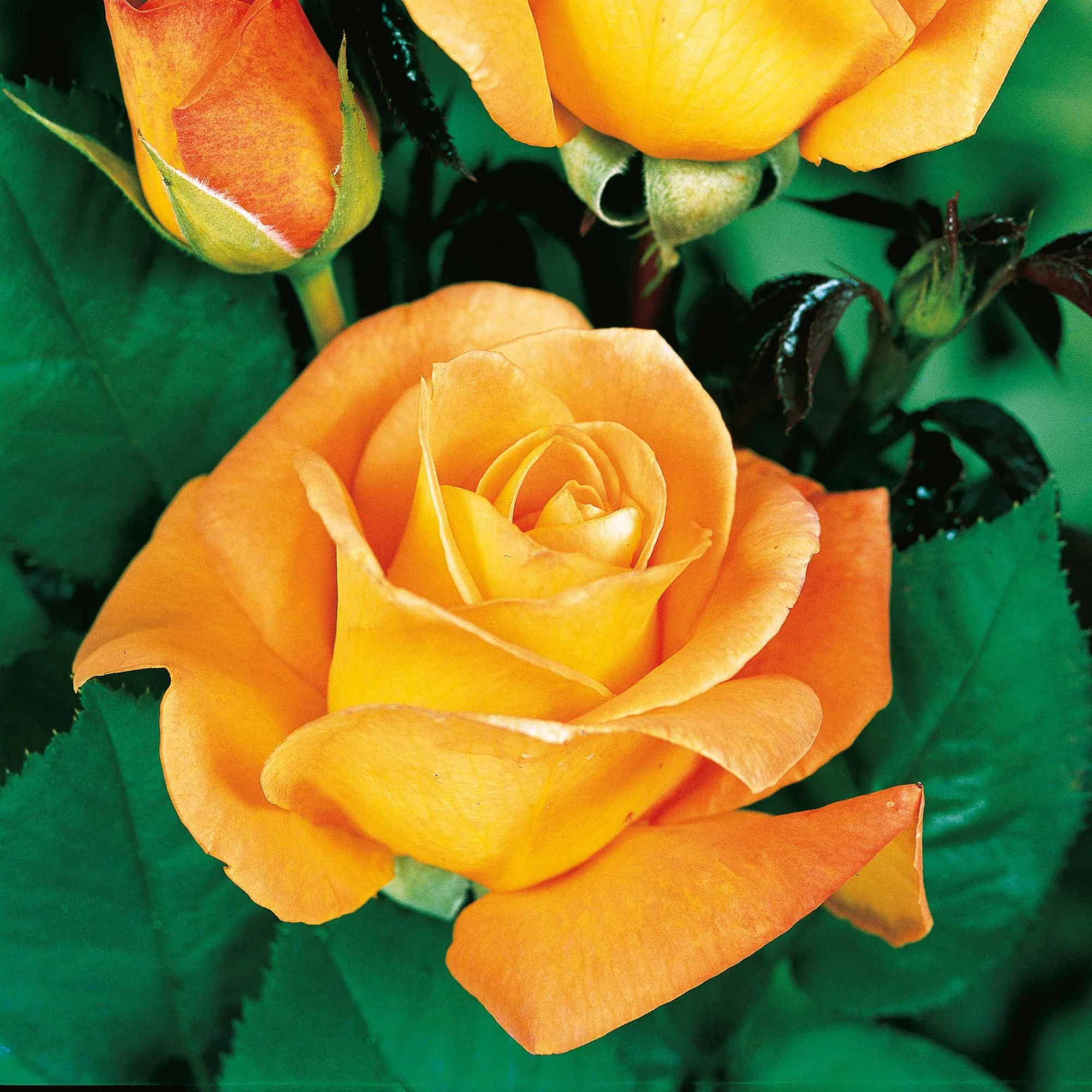 Rosier buisson Whisky - Image 3