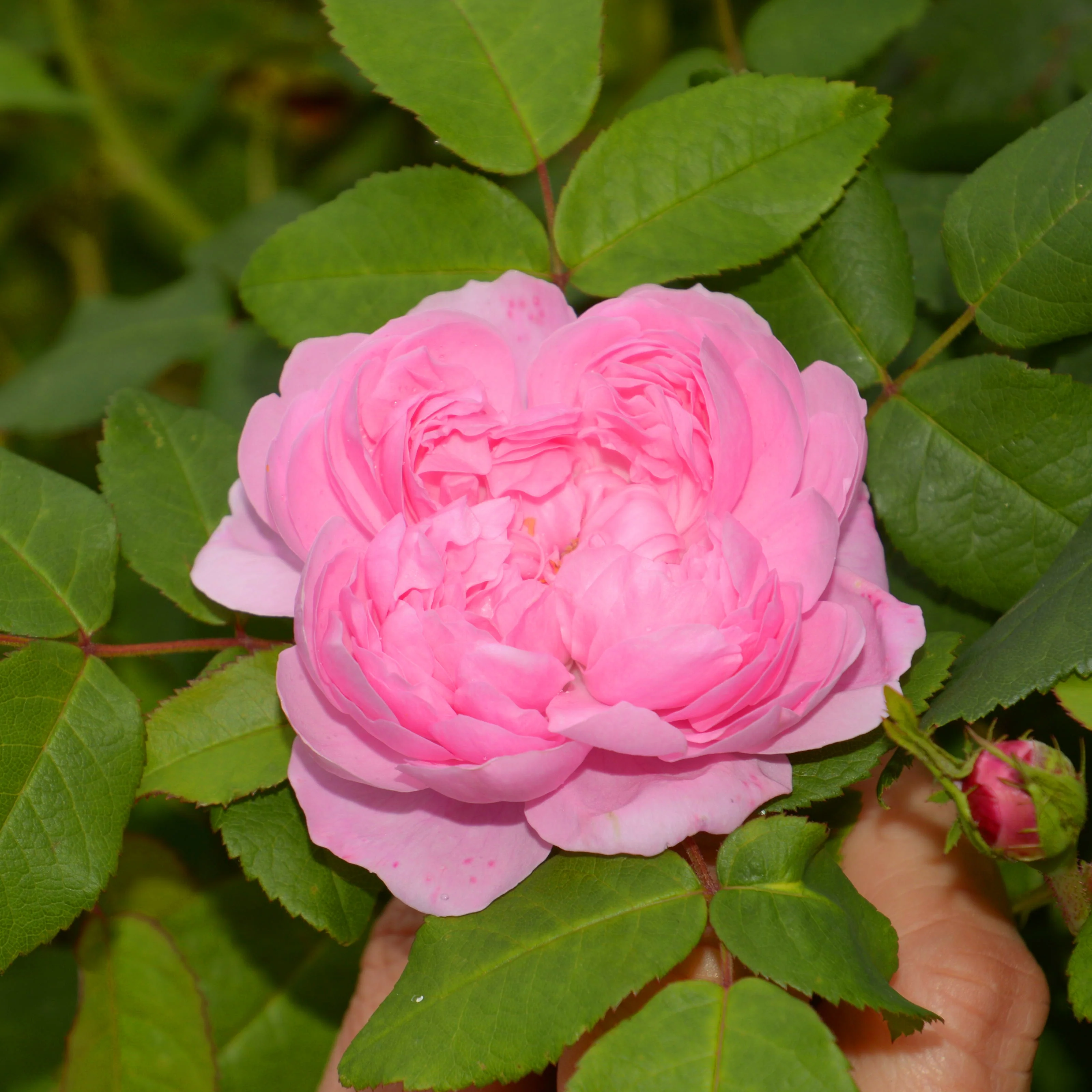 Rosier Comte de Chambord - Image 2