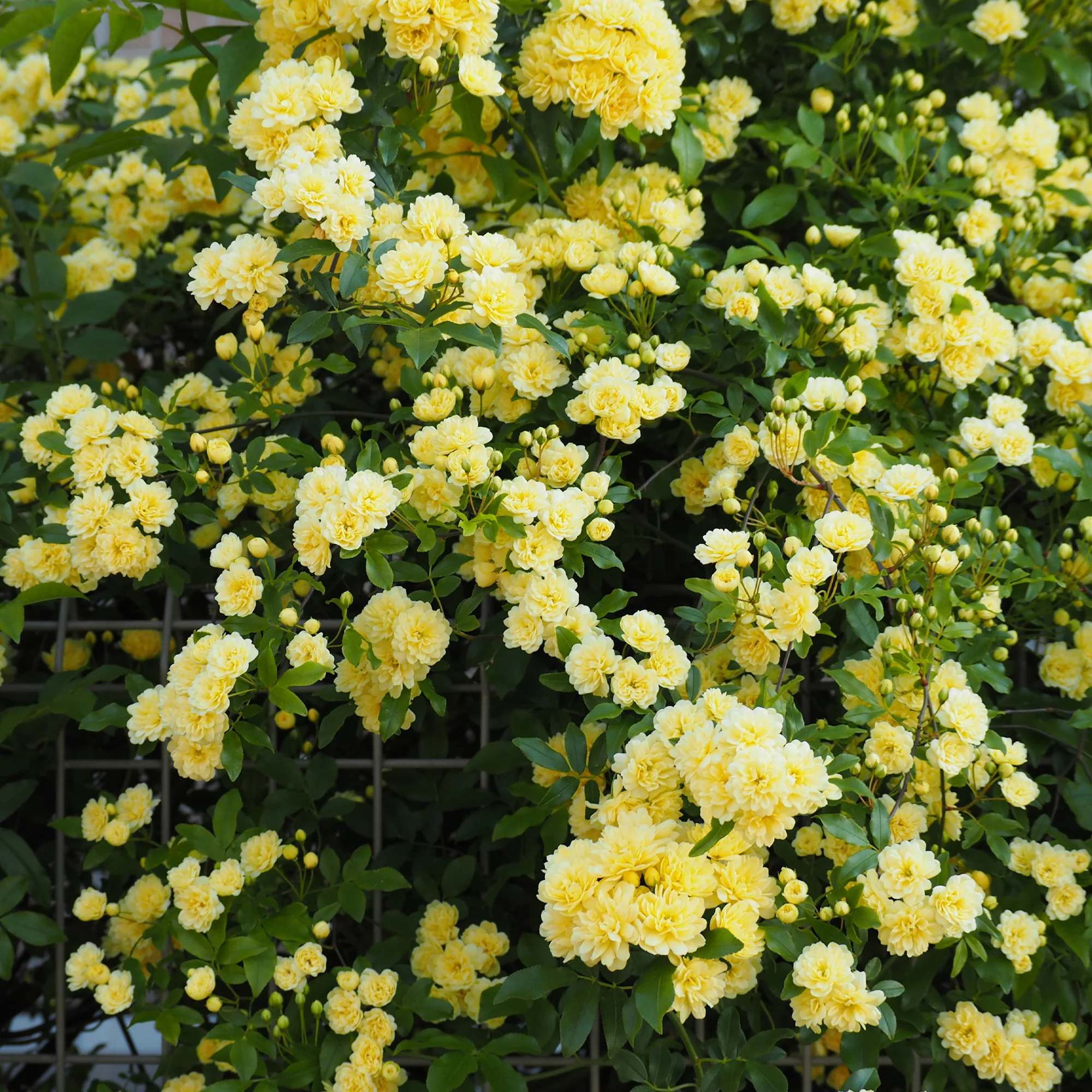 Rosier grimpant de Banks jaune