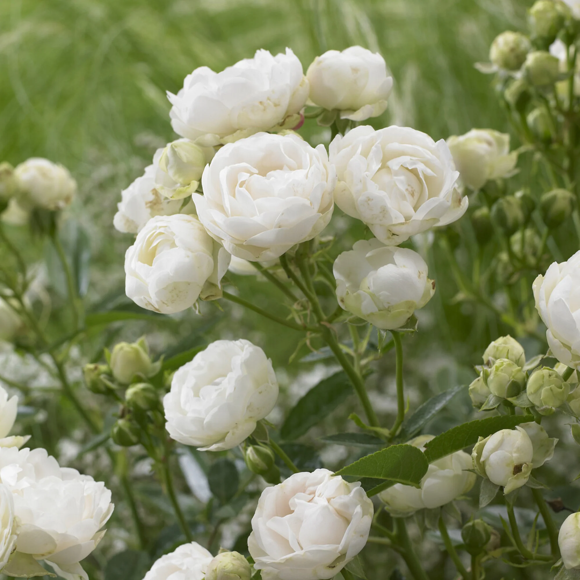 Rosier Fête des Mères blanc