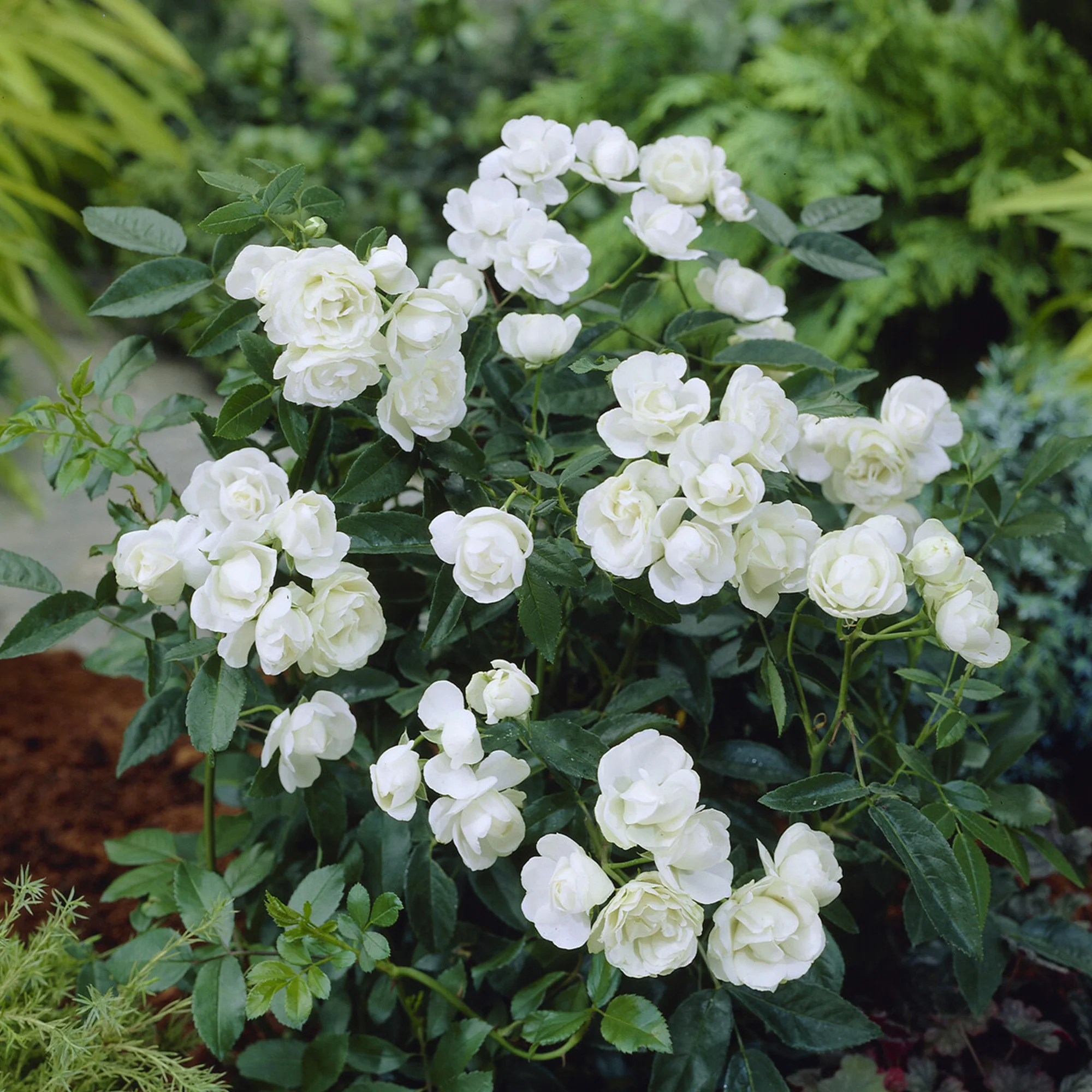 Rosier Fête des Mères blanc - Image 2