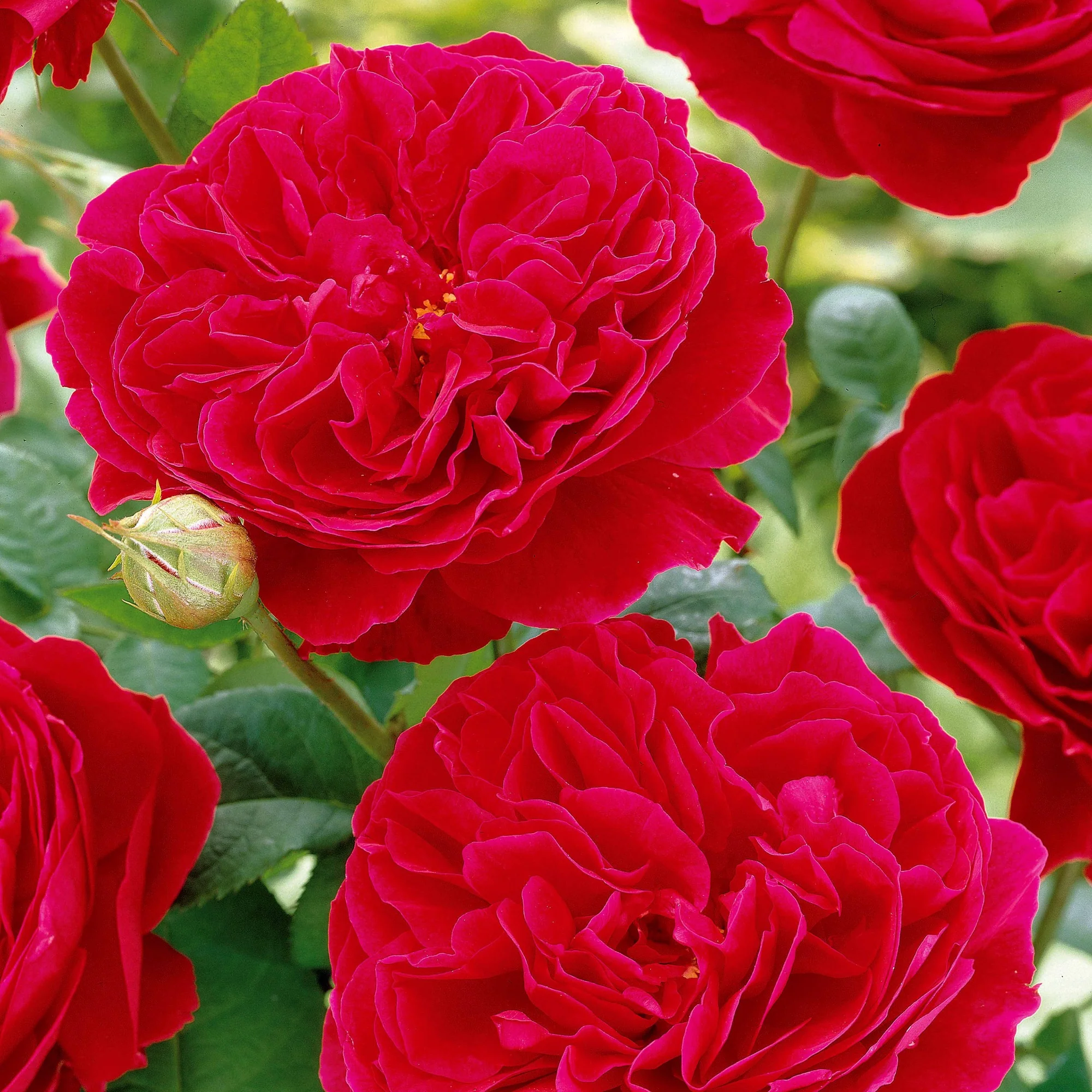 Rosier floribunda Red Leonardo da Vinci ® Meiangele - Image 2
