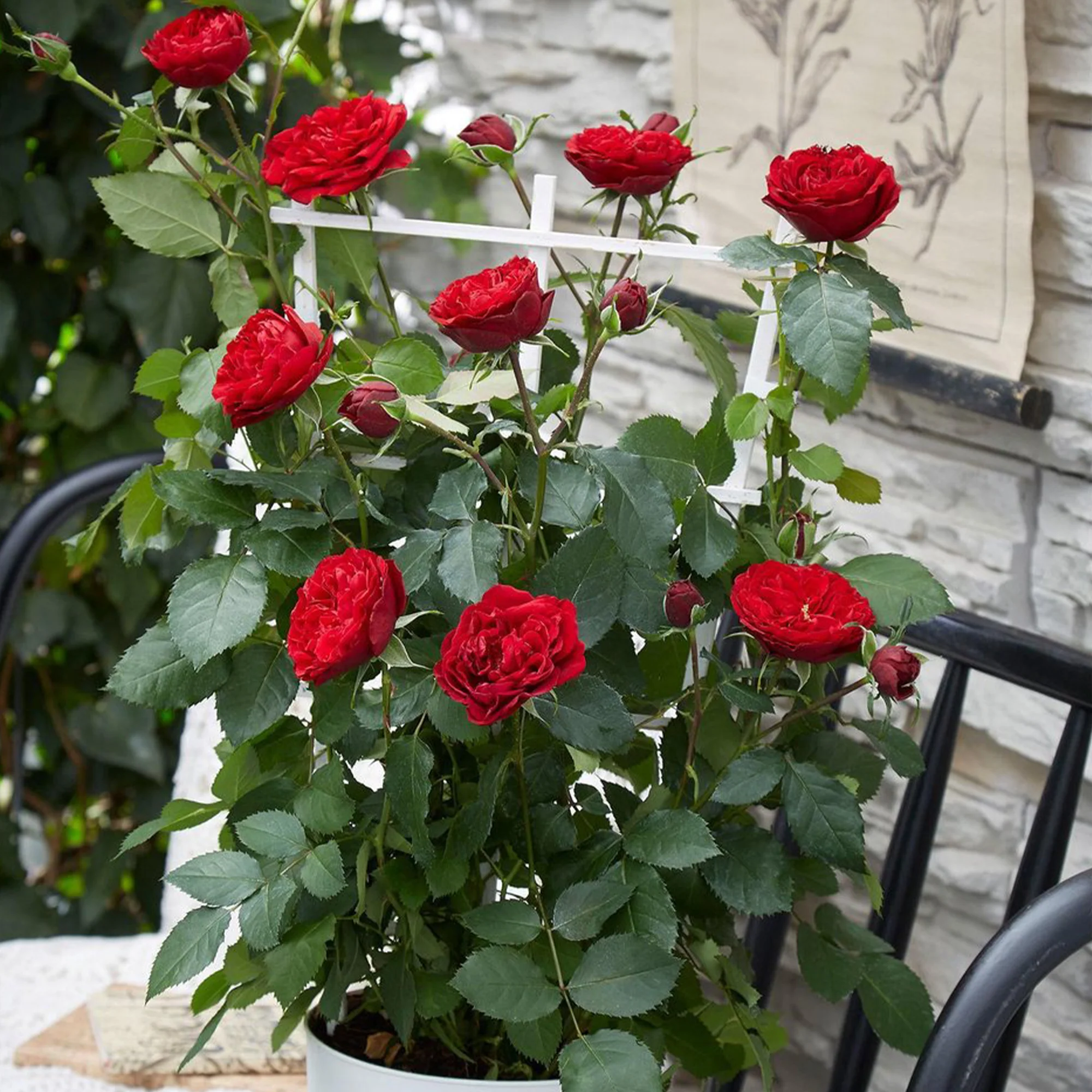 Rosier grimpant Crazy in Love rouge - Image 2