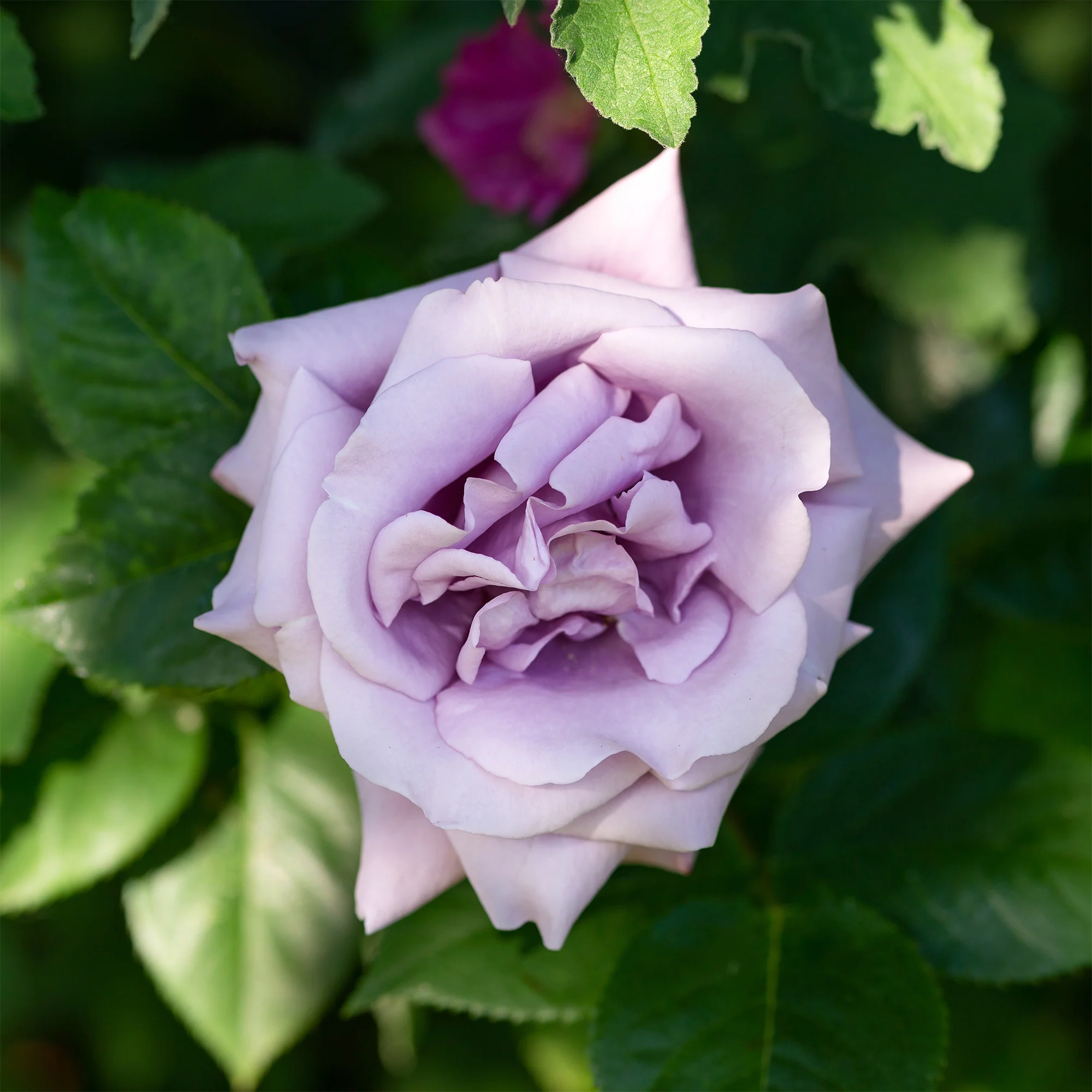 Rosier grimpant Indigoletta - Image 3