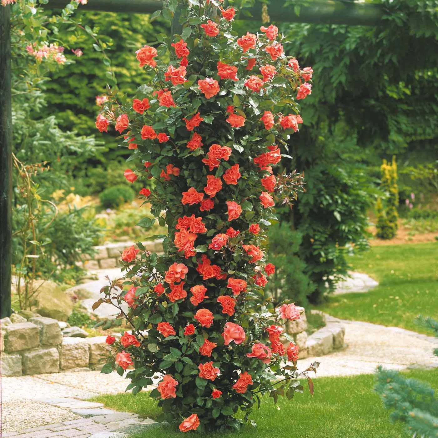Rosier grimpant Métanoïa - Image 3