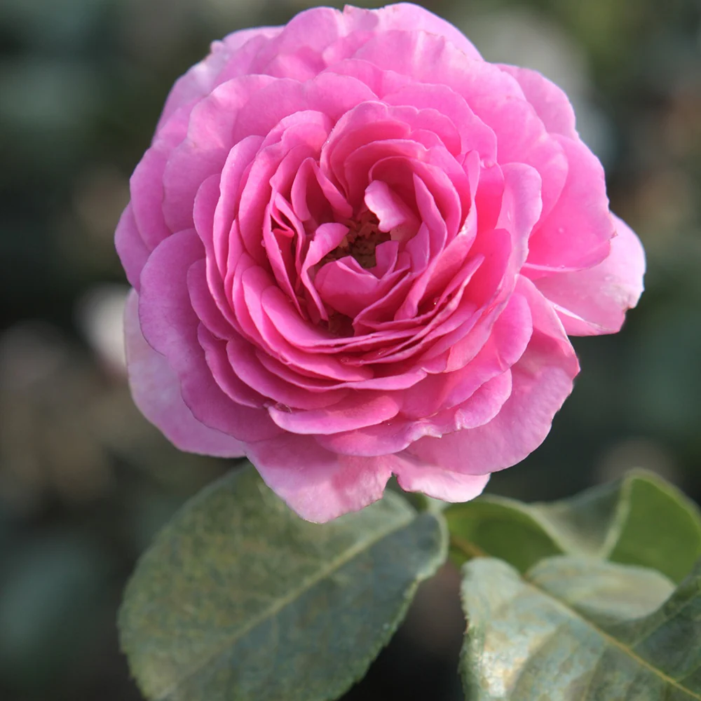 Rosier grimpant Ozeana ®