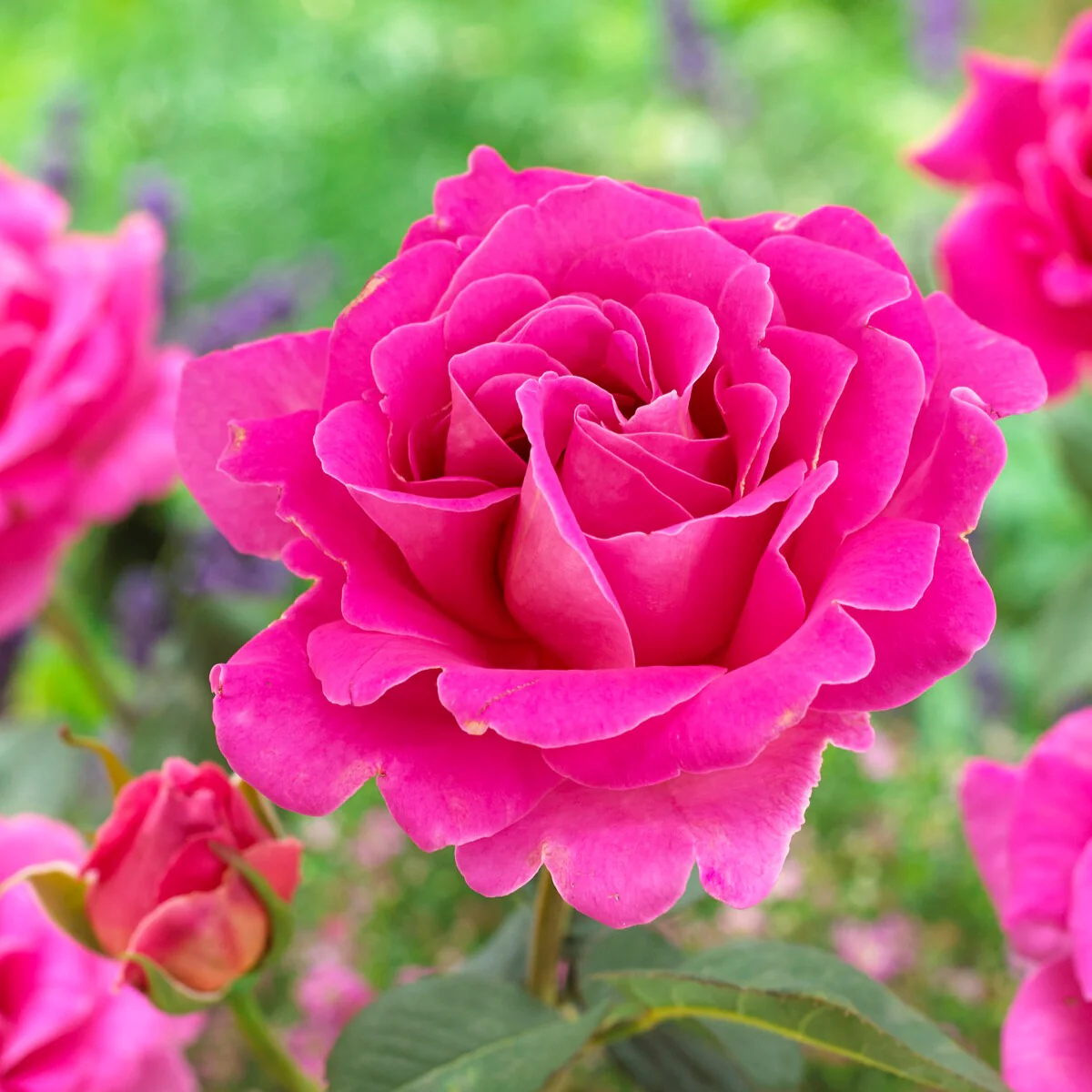 Rosier Pink Perfume