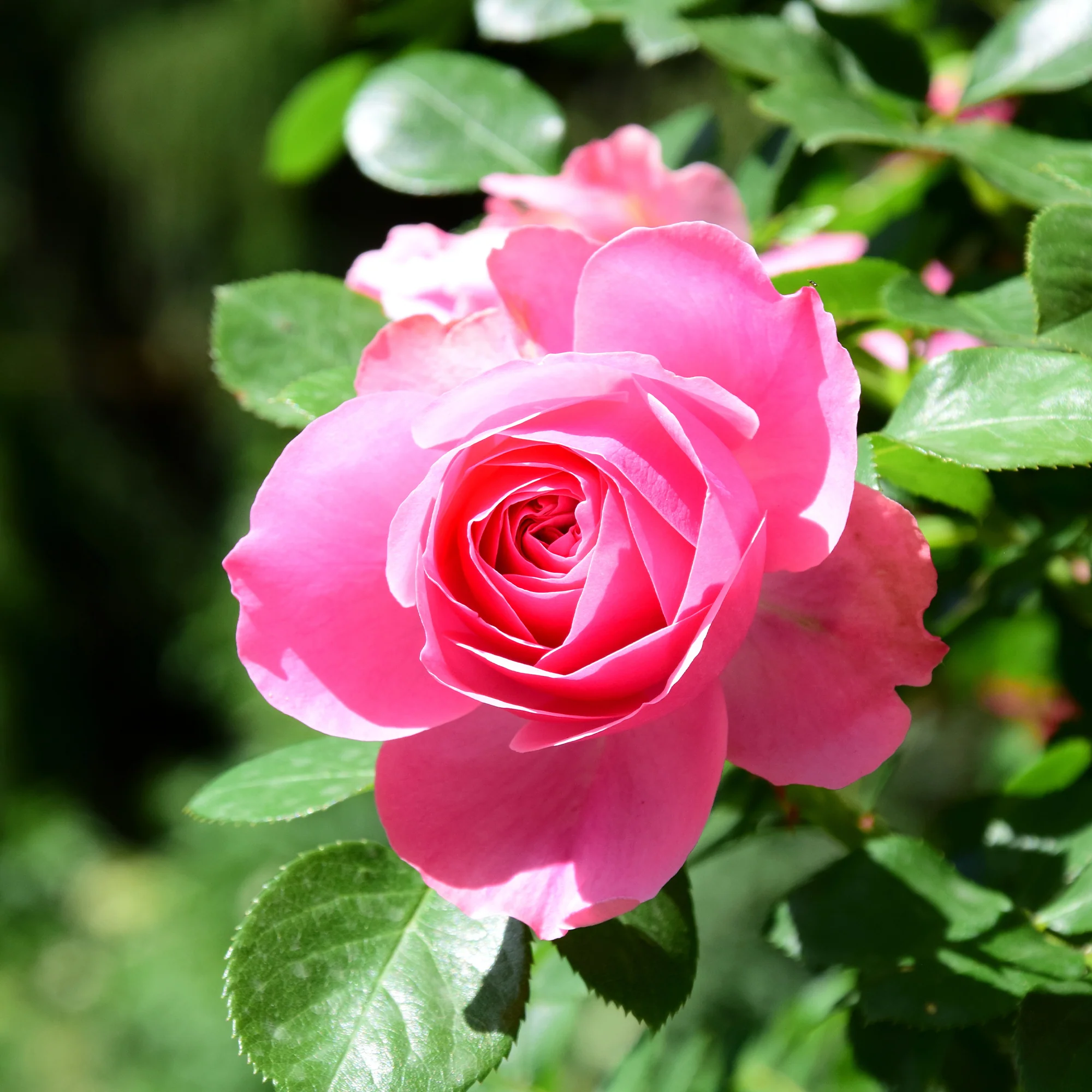 Rosier Pink Perfume - Image 2