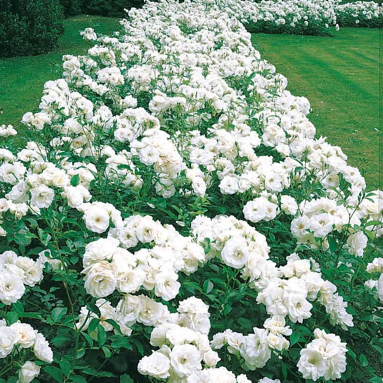 Rosier Princesse de Galles ® Hardinkum