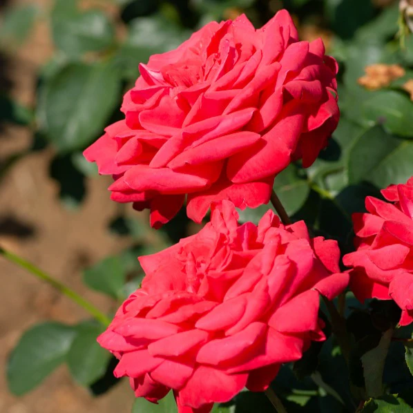 Rosier sur tige Dame de Coeur - Image 2