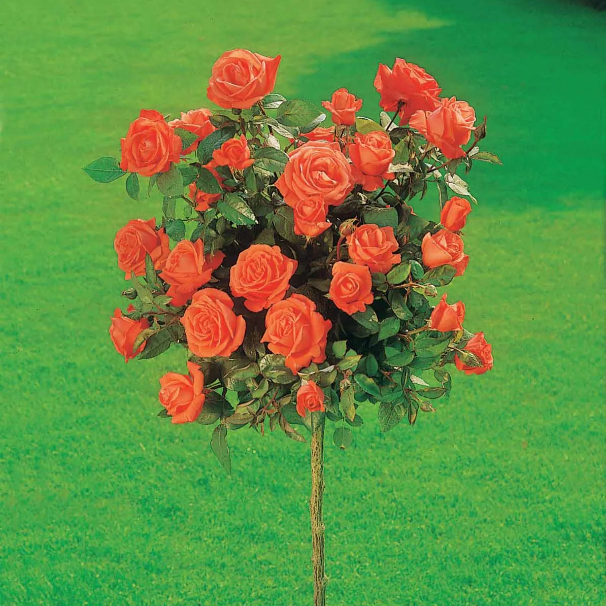 Rosier sur tige Ramona