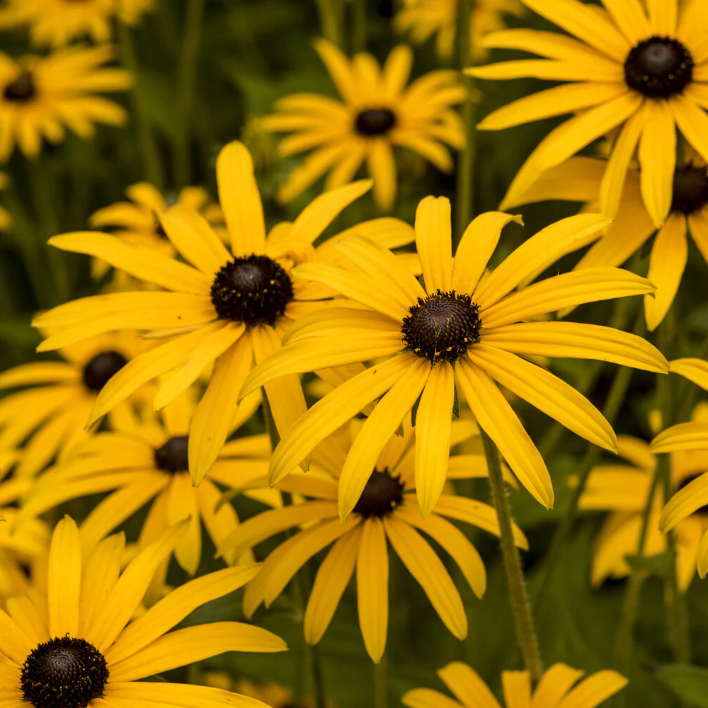 Rudbeckia deamii