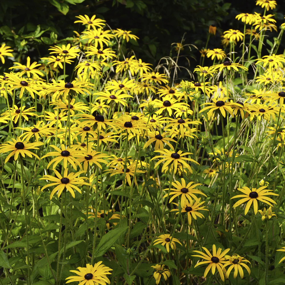 Rudbeckia deamii - Image 2