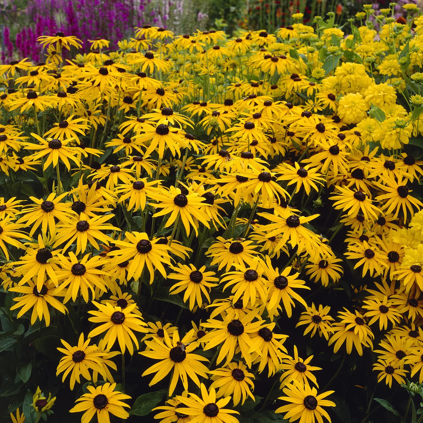Rudbeckia deamii - Image 3