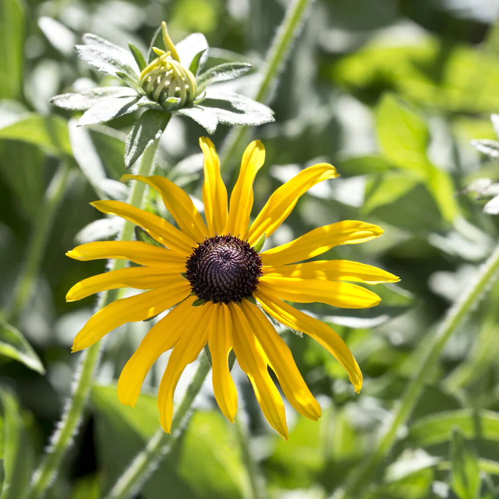 Rudbeckia deamii - Image 4