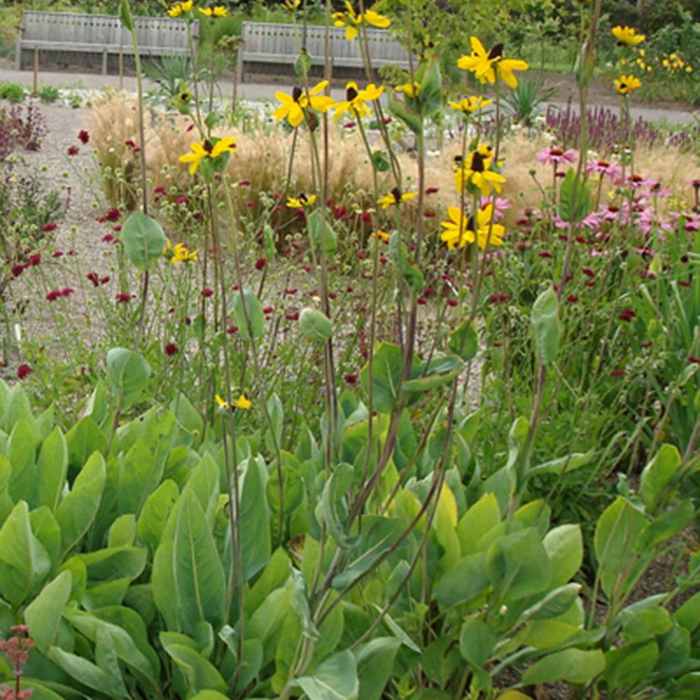 Rudbeckia géante