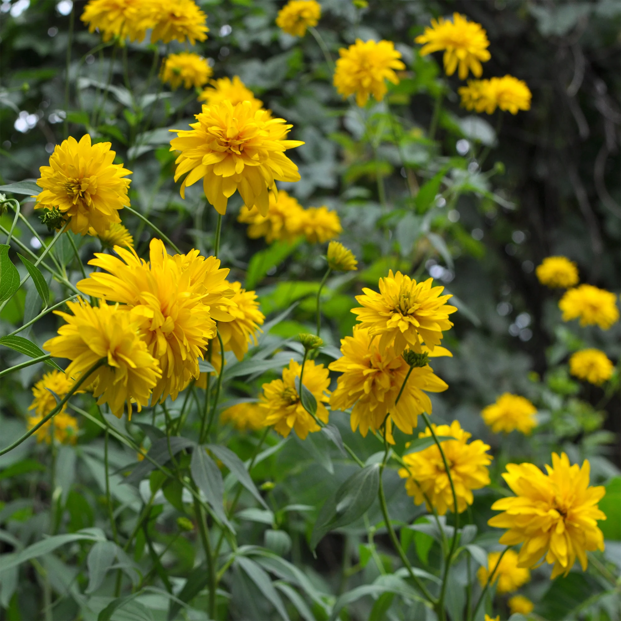 Rudbeckia laciniata Goldquelle - Image 3