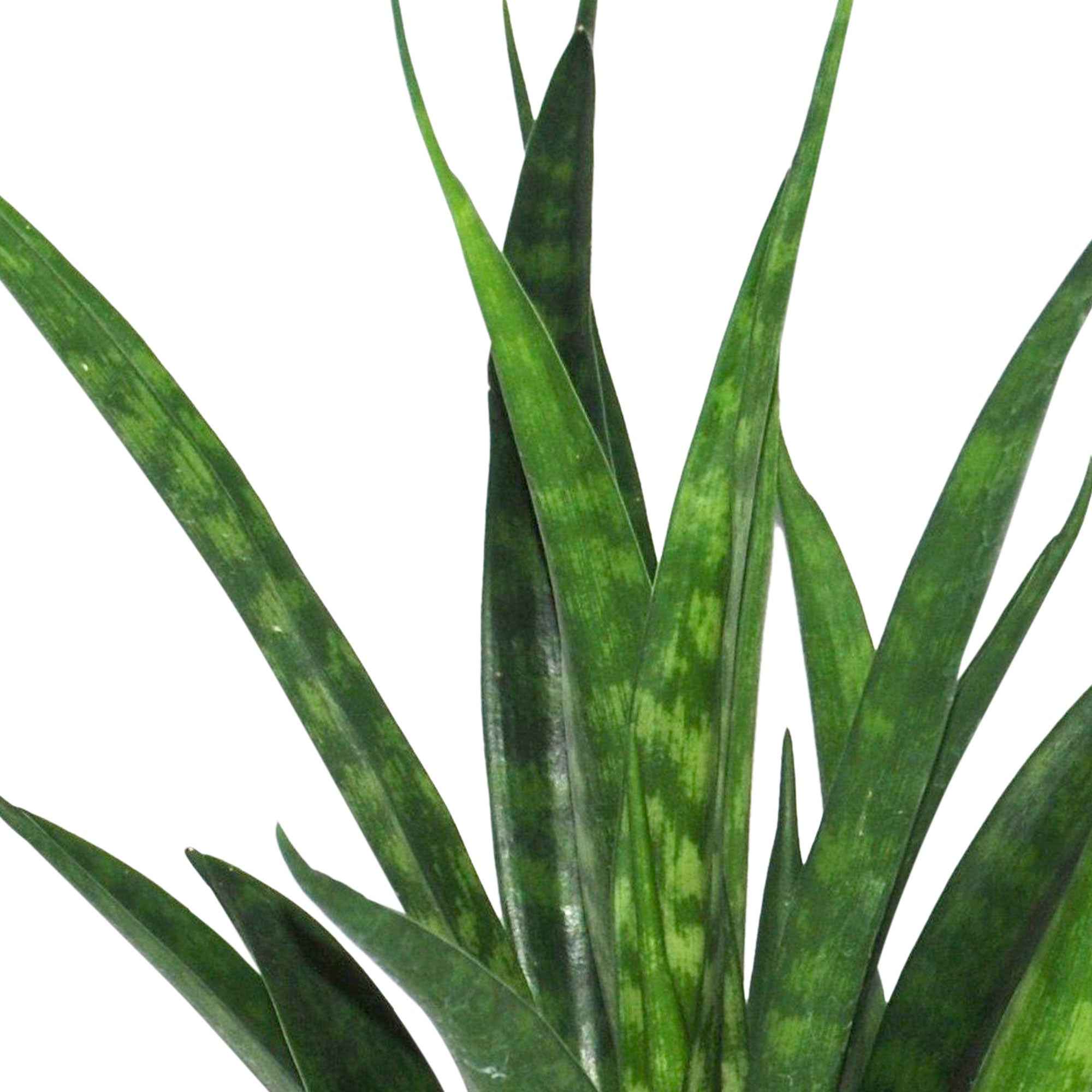 Sansevière kirkii Friends - Image 2