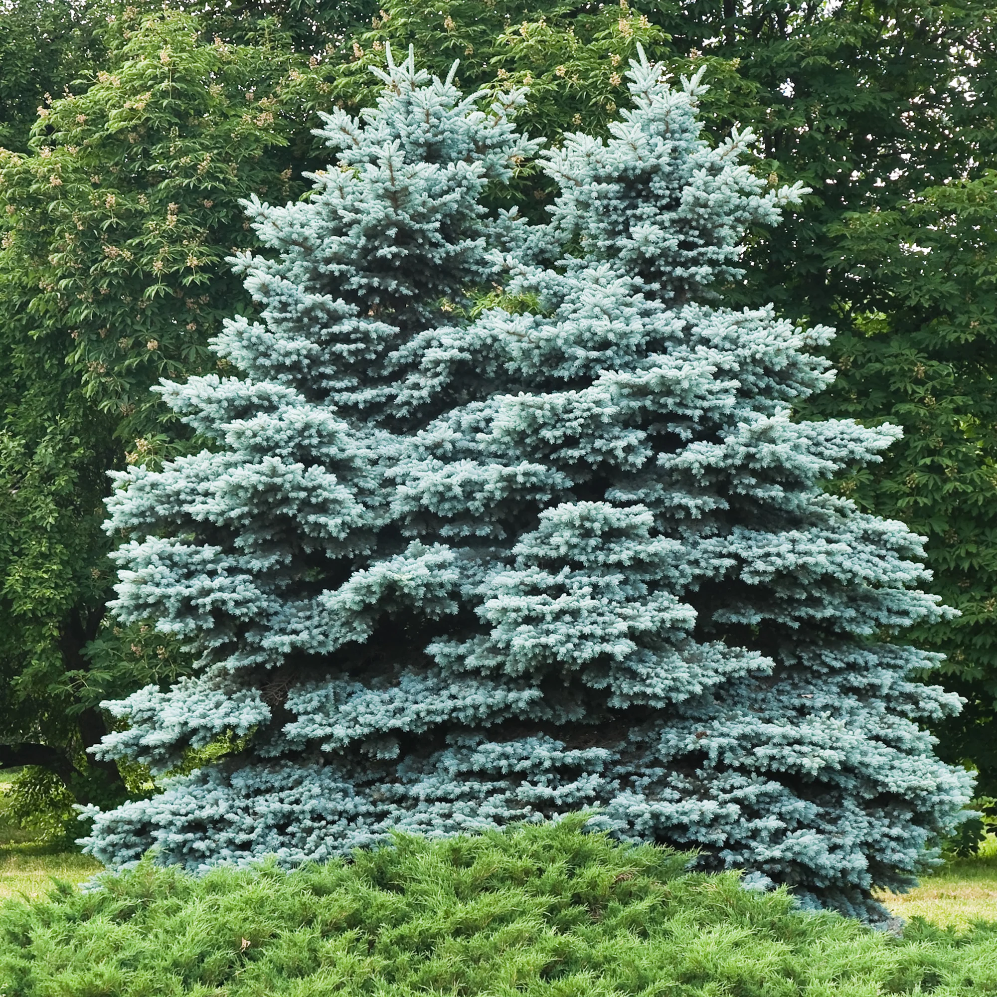 Sapin bleu - Image 3