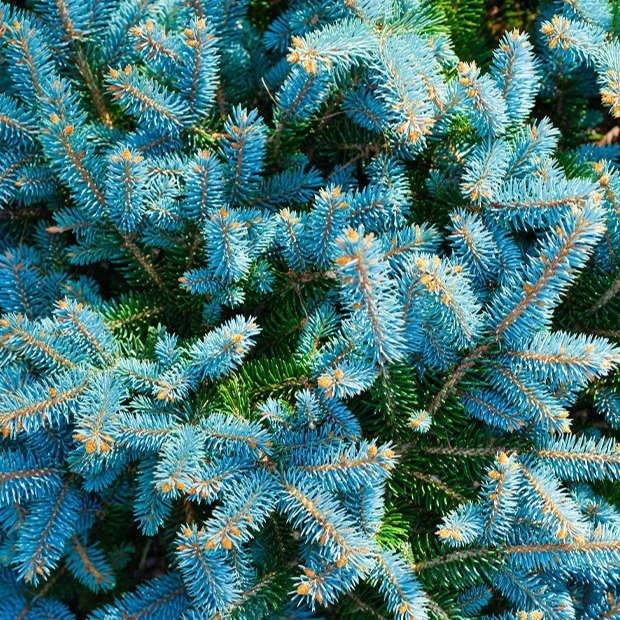Sapin bleu - Image 5