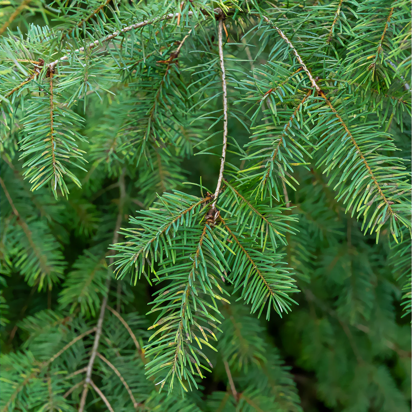 Sapin de Douglas - Image 3