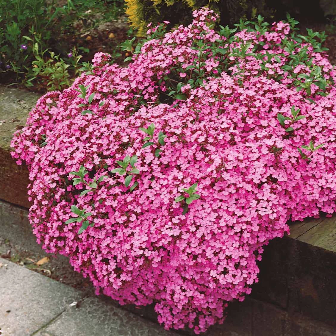5 Saponaires ocymoides - Image 4