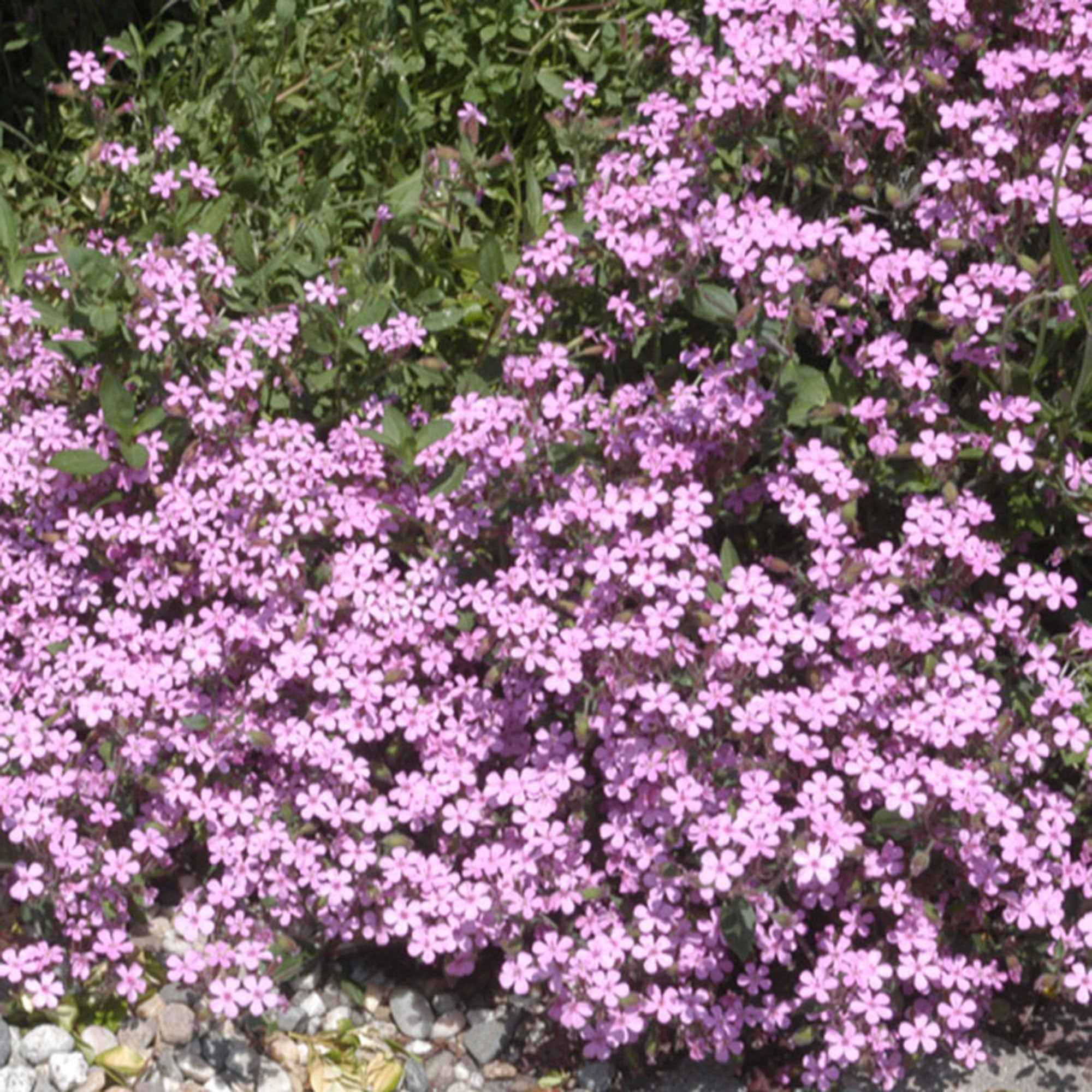 5 Saponaires ocymoides - Image 6