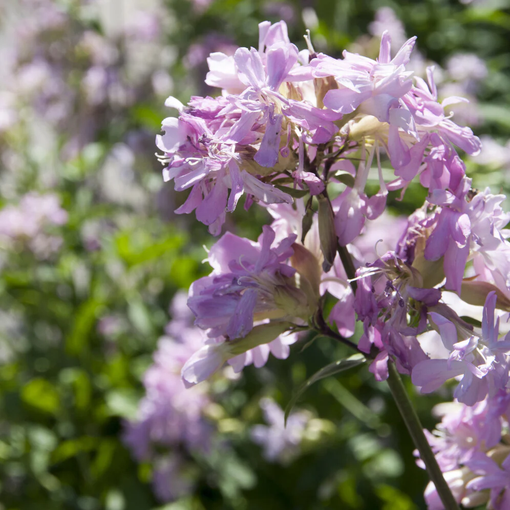Saponaire officinale rose - Image 2