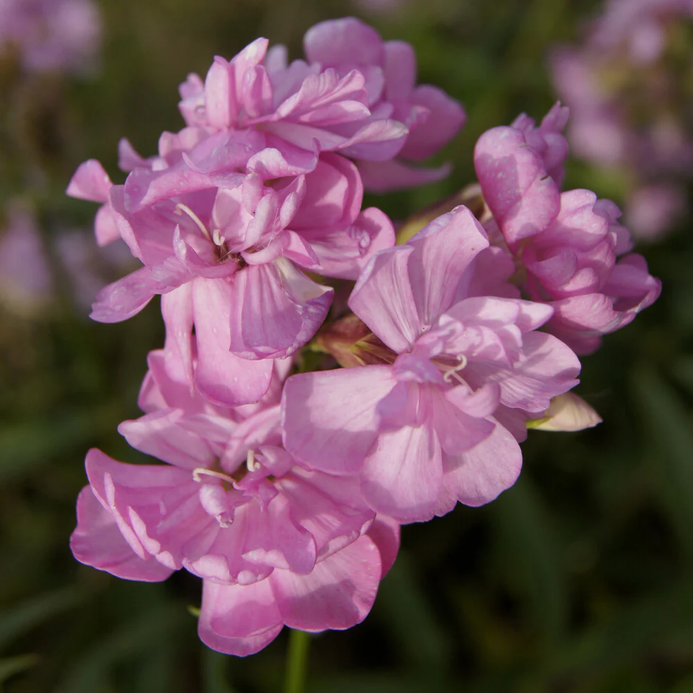 Saponaire officinale rose - Image 3