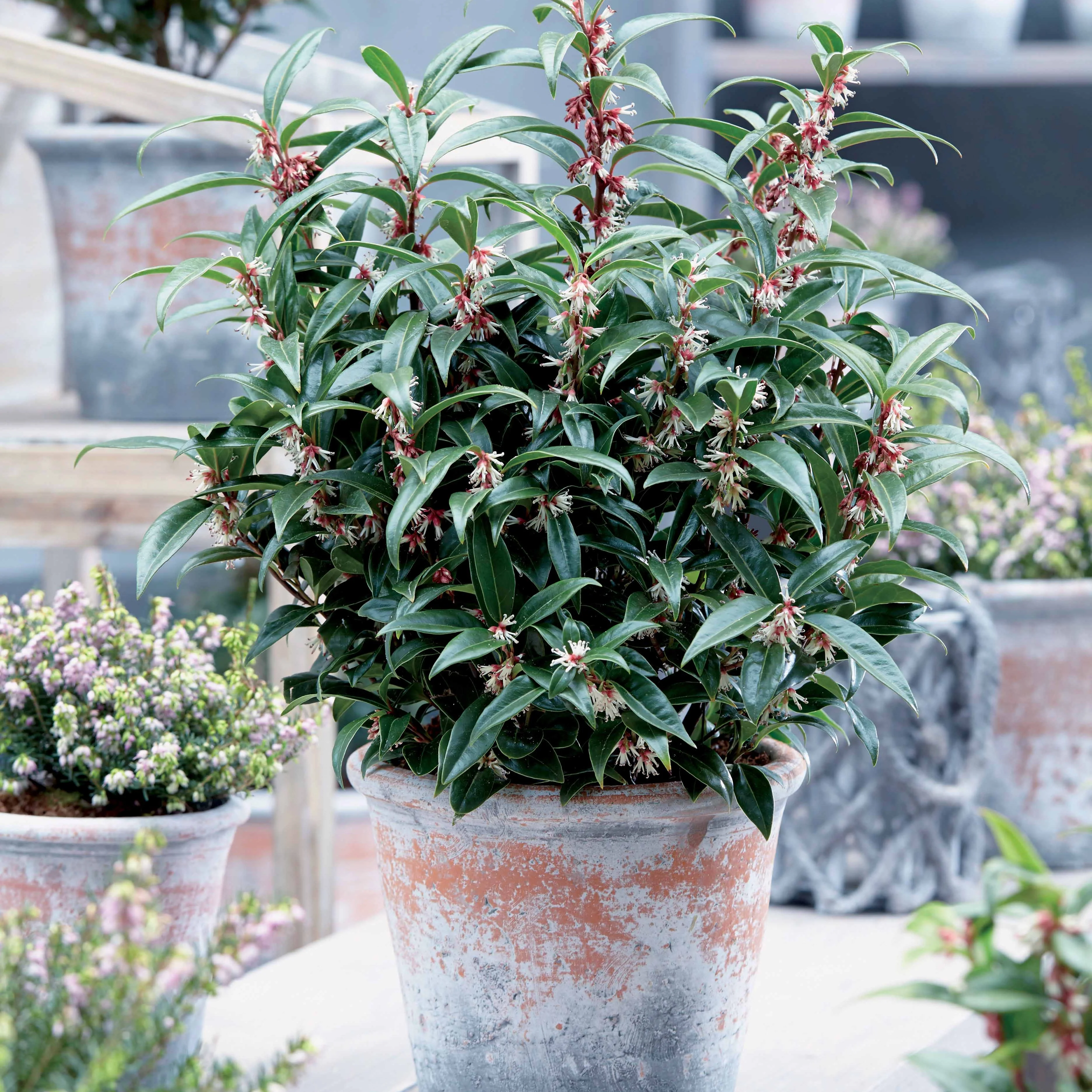 Sarcococca Winter Gem