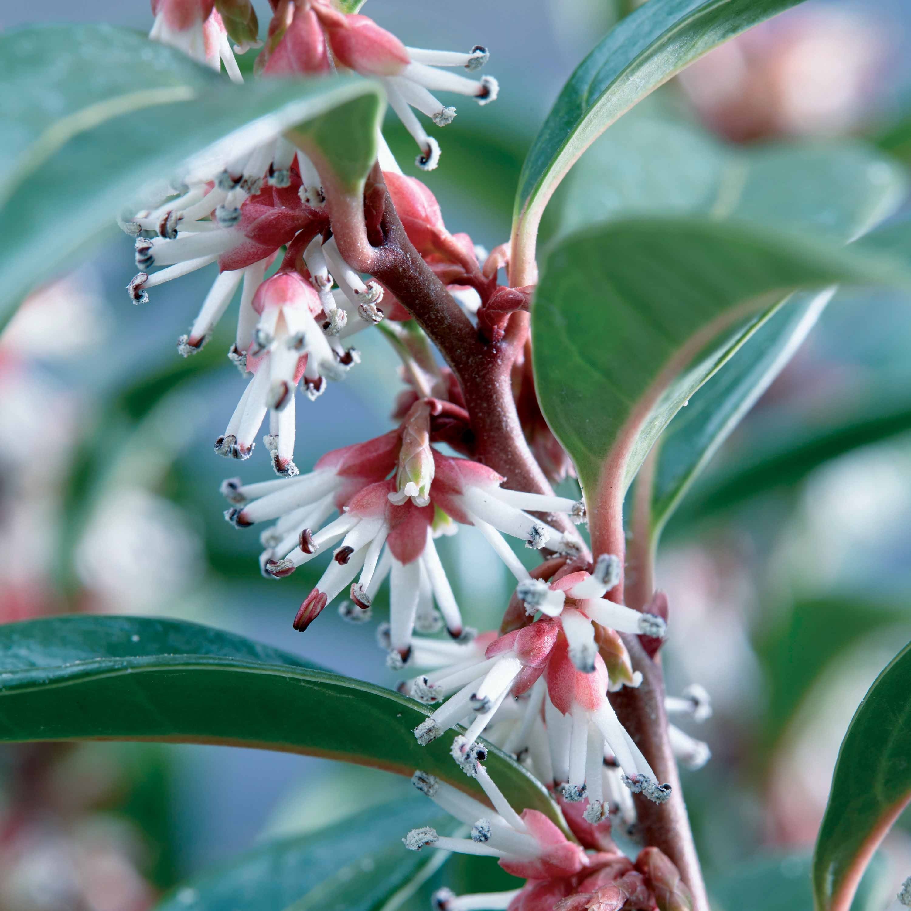 Sarcococca Winter Gem - Image 2