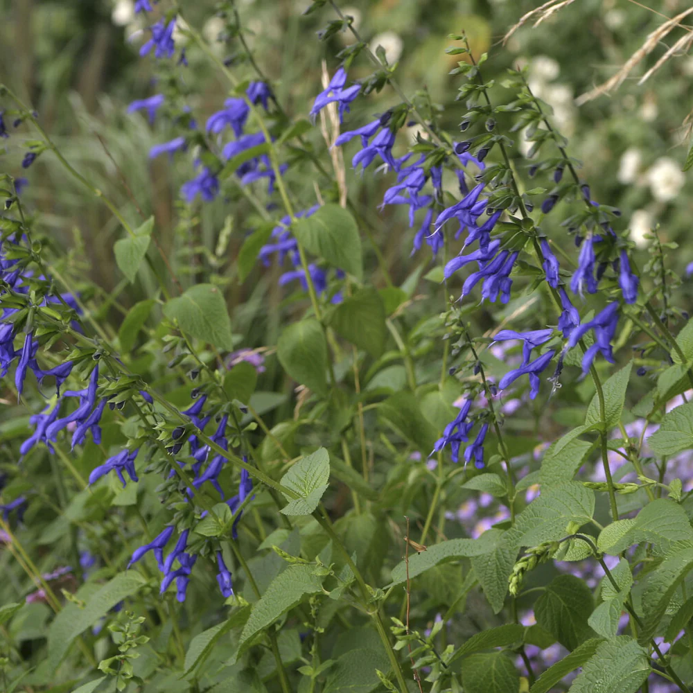 Sauge Blue Enigma - Image 4
