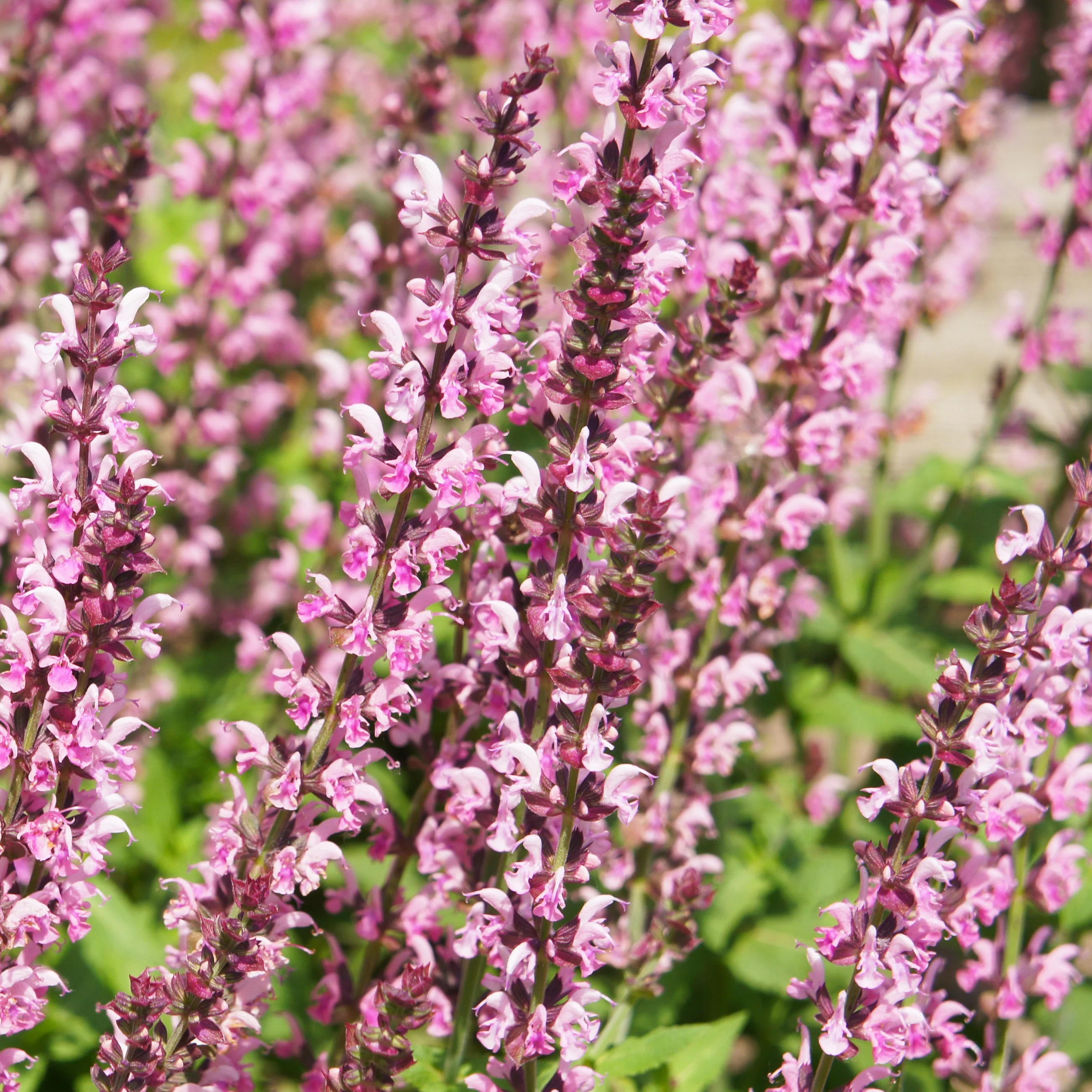 Sauge des bois Rose Marvel