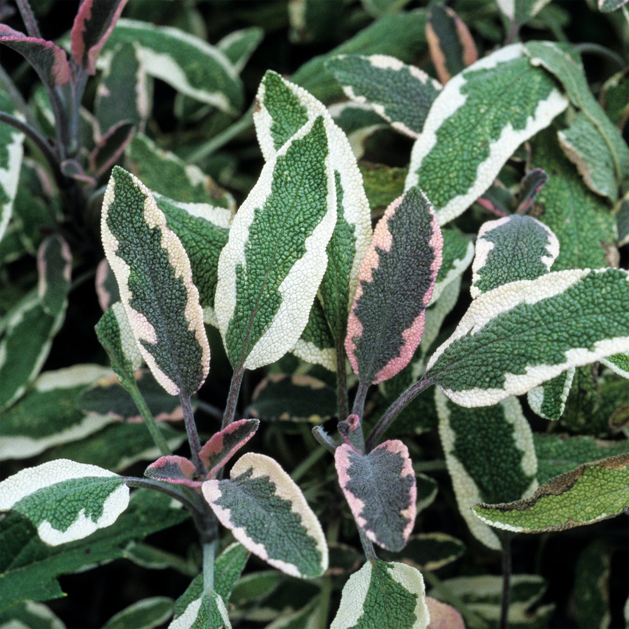 Sauge officinale Tricolor